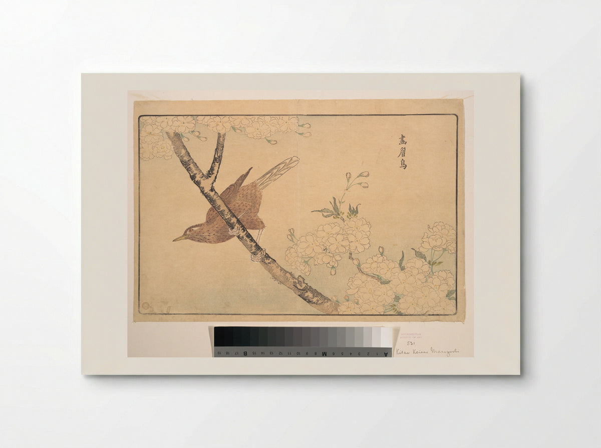 The Gray Thrush - Kuwagata Keisai - Poster
