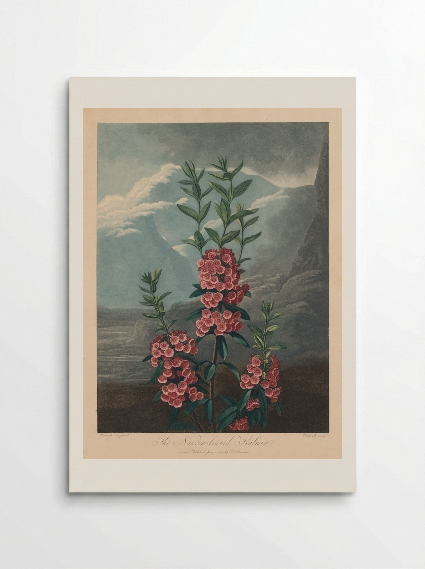 The Narrow-leaved Kalmia - Robert John Thornton - Poster