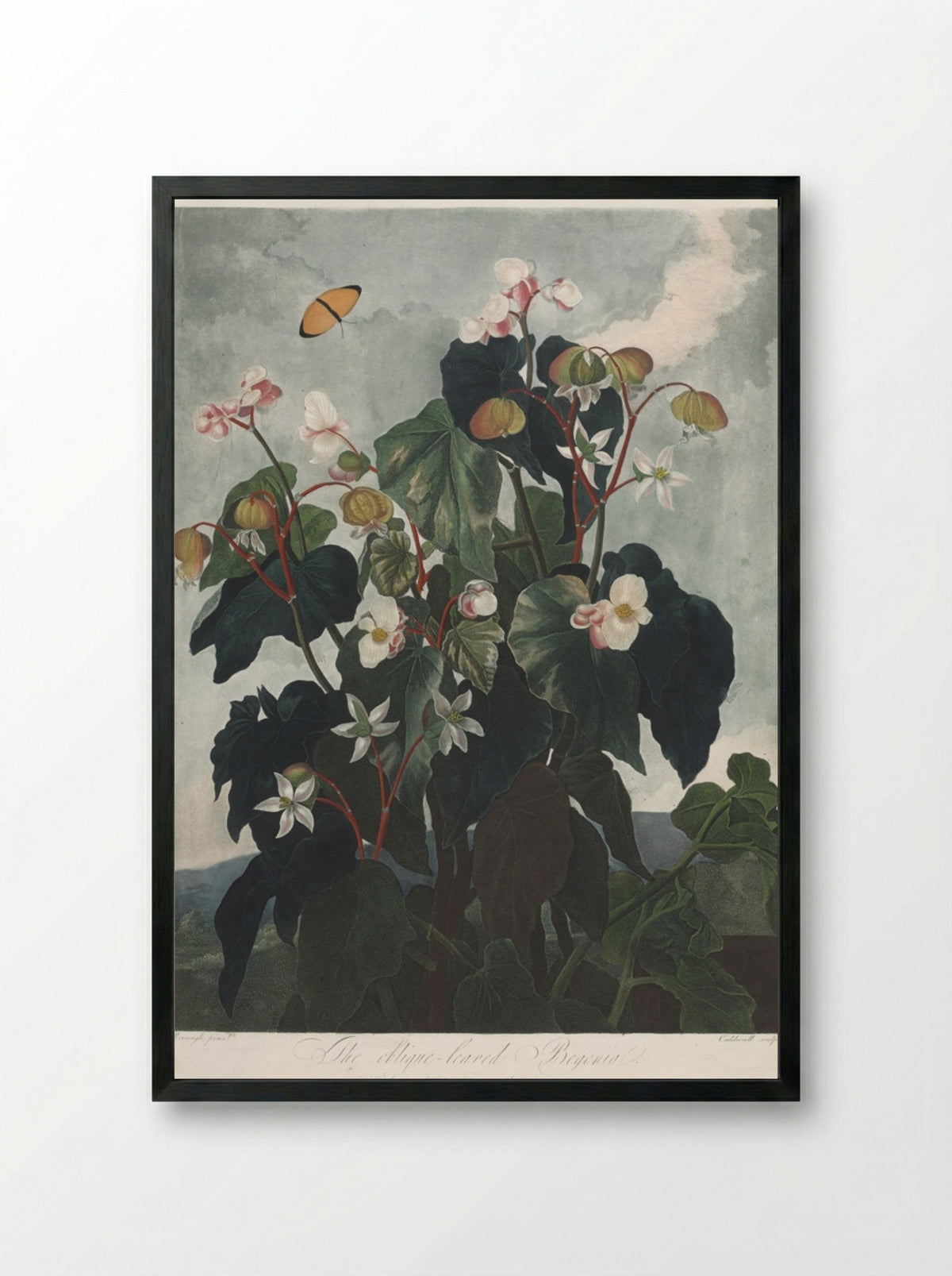 The Oblique-leaved Begonia - James Caldwall - Framed Print Black