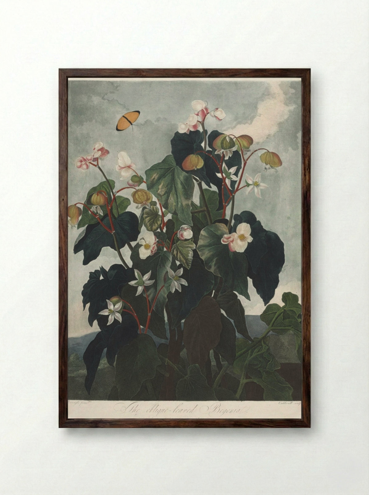 The Oblique-leaved Begonia - James Caldwall - Framed Print Dark Wood