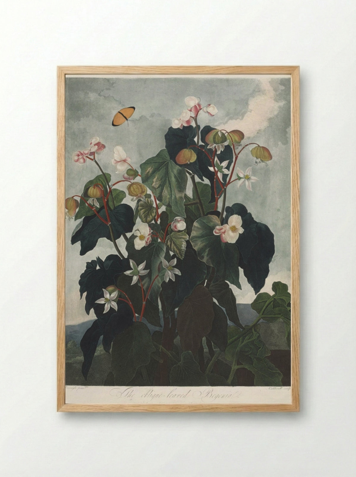 The Oblique-leaved Begonia - James Caldwall - Framed Print Wood