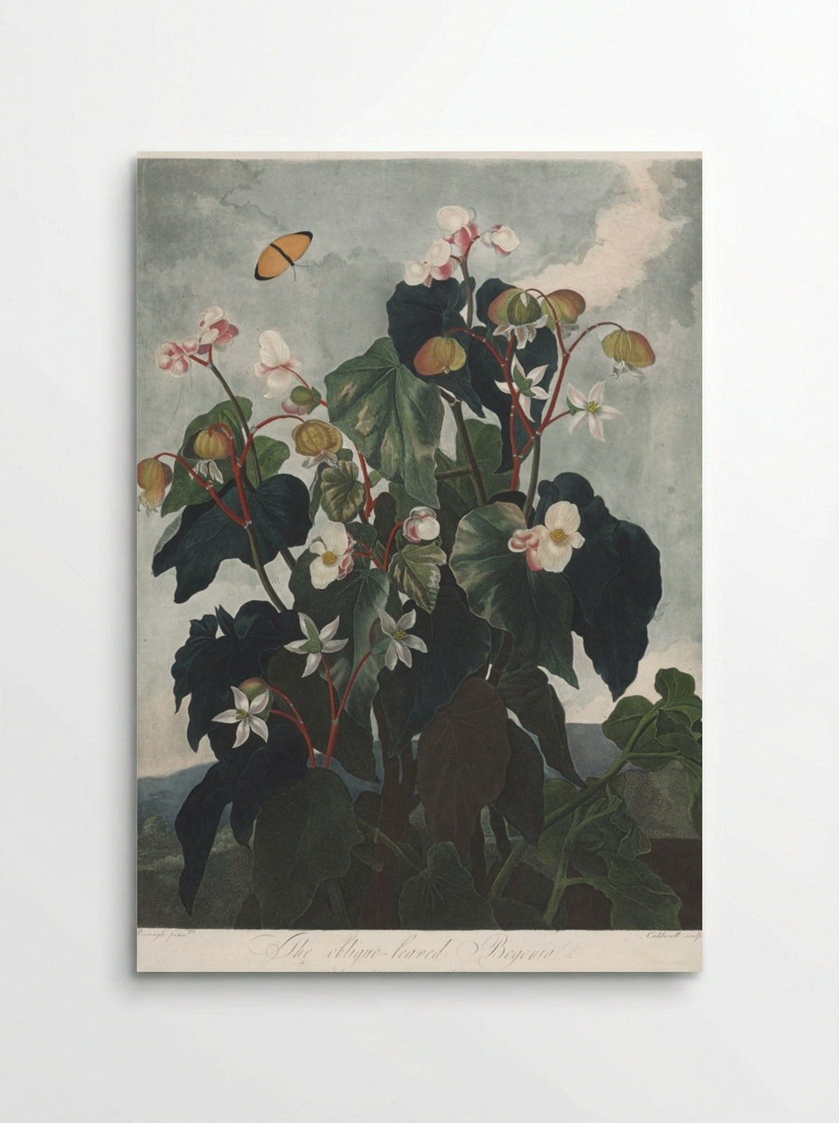 The Oblique-leaved Begonia - James Caldwall - Poster