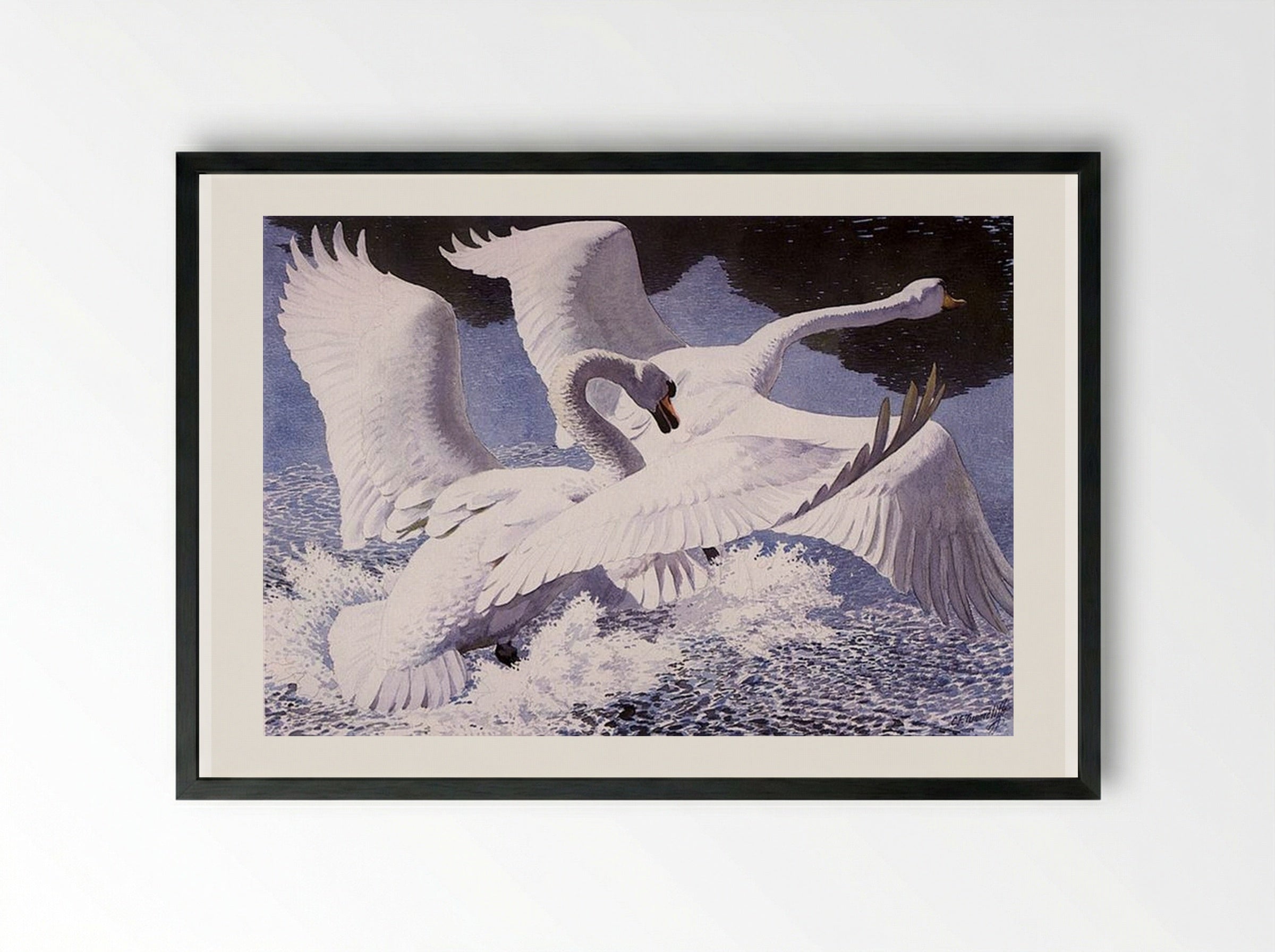 The Rivals - Charles Tunnicliffe - Framed Print Black