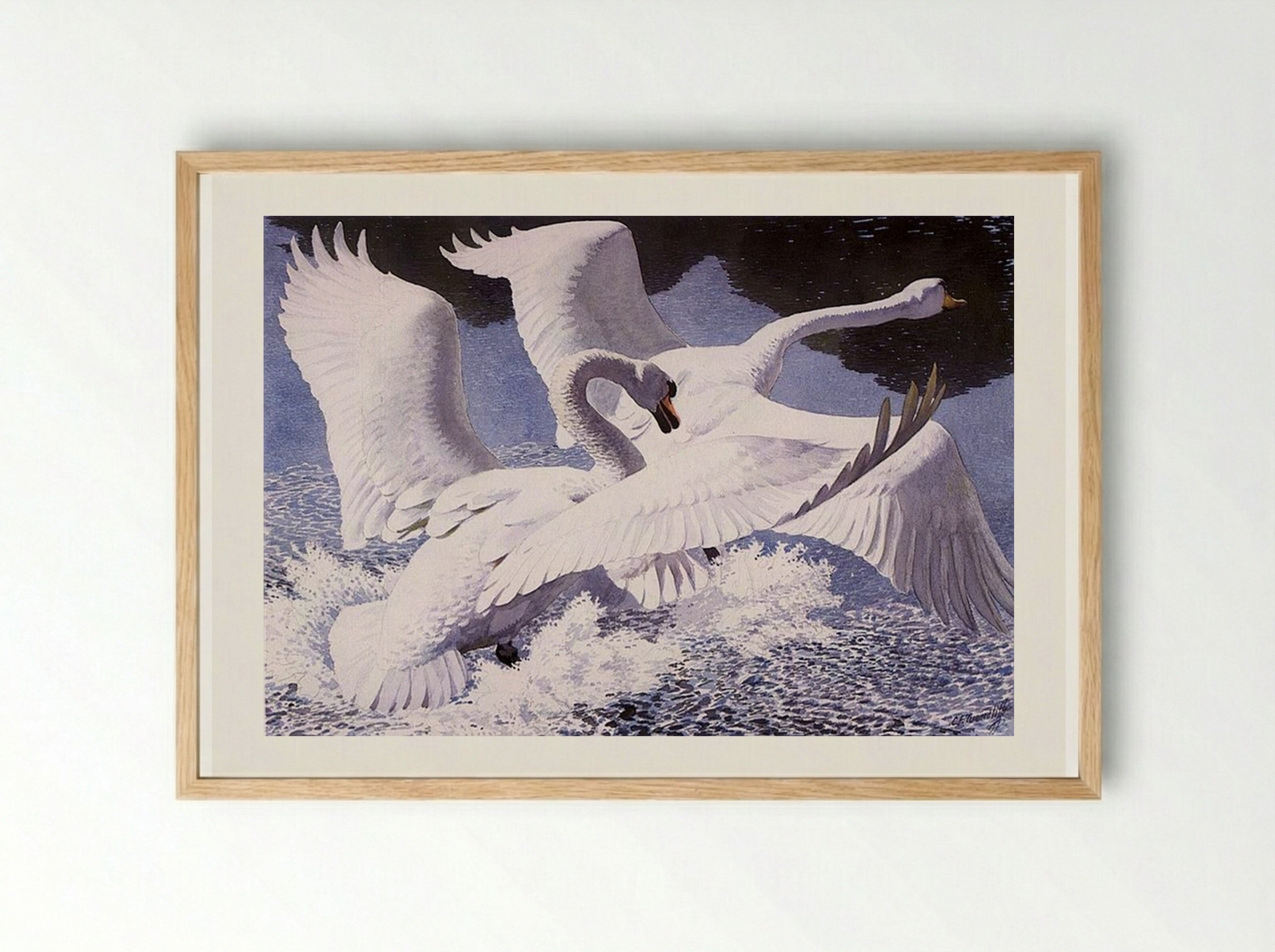 The Rivals - Charles Tunnicliffe - Framed Print Wood