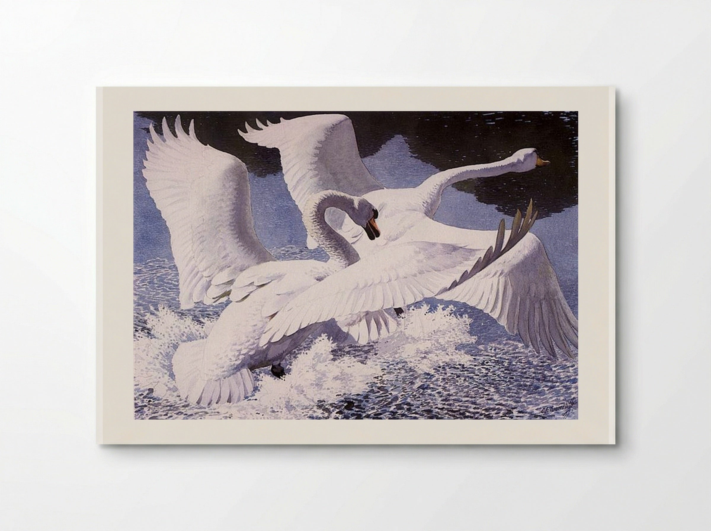 The Rivals - Charles Tunnicliffe - Poster