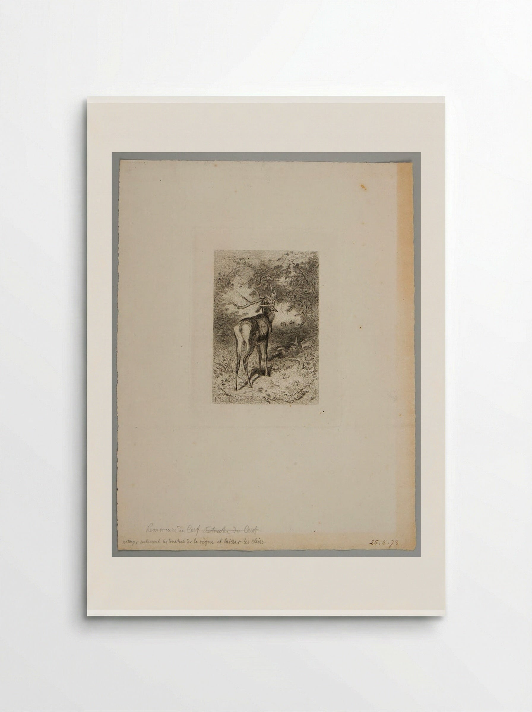 The Stag and the Grapevine - Karl Bodmer - Poster