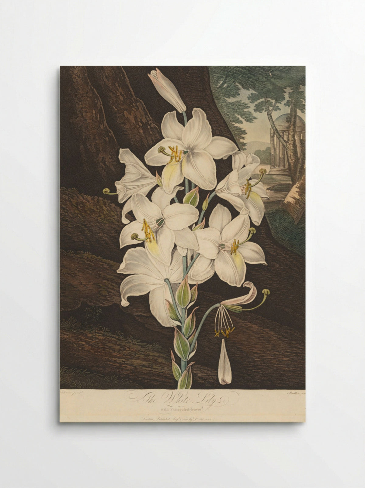 The Temple of Flora: White Lily - Joseph Constantine Stadler - Poster