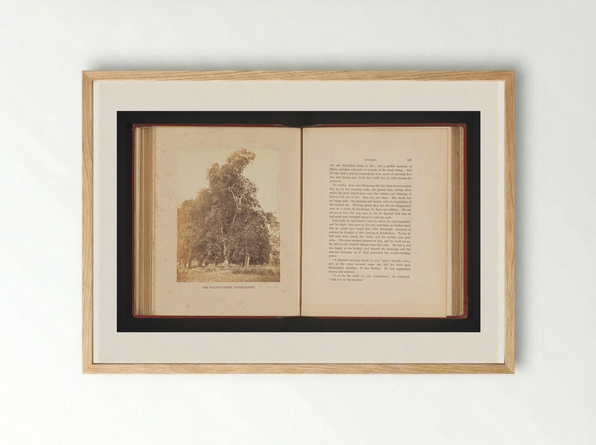 The Walnut Trees, Interlachen - Francis Frith - Framed Print Wood