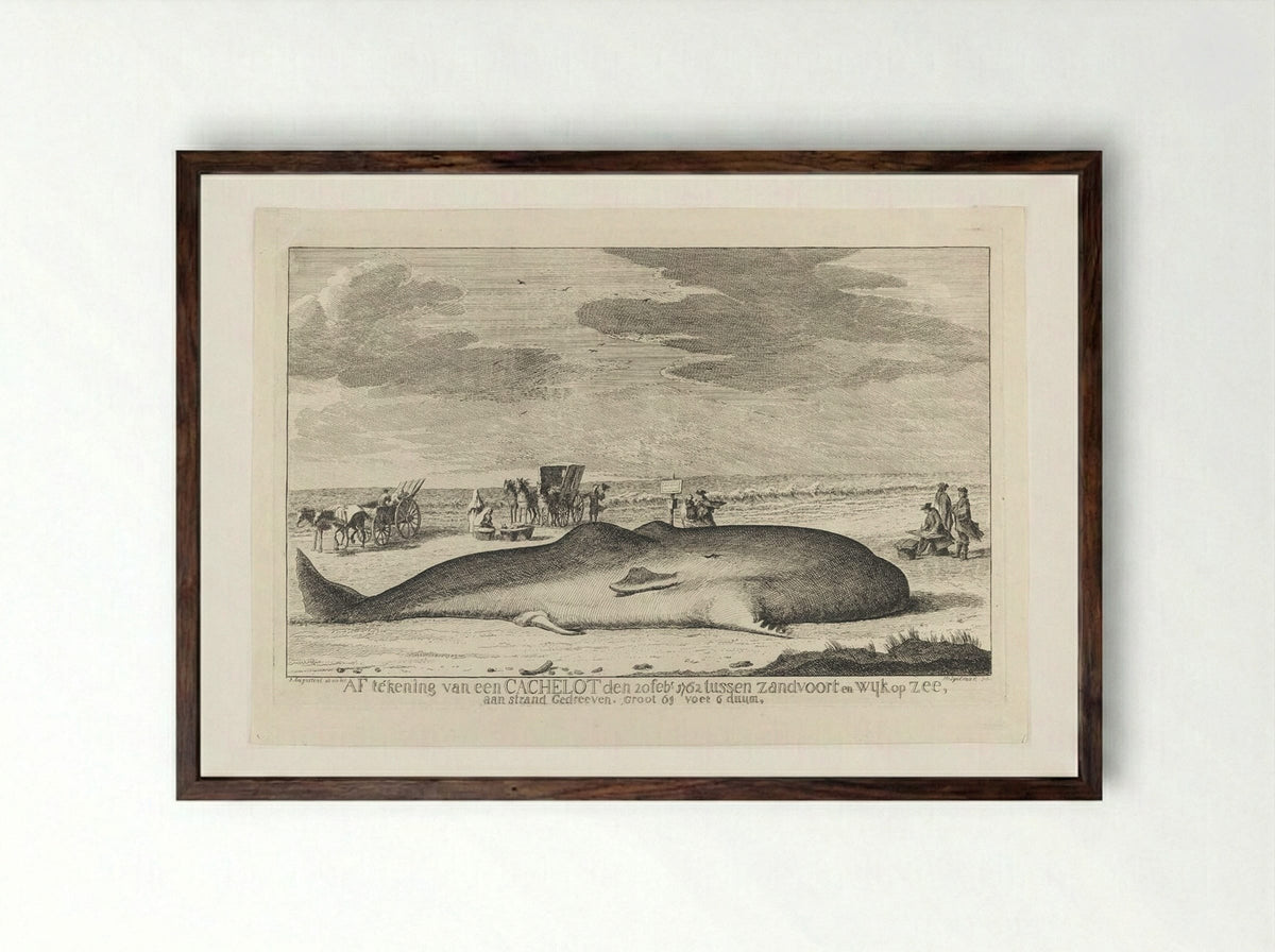 The Whale Stranded between Zandvoort and Wijk Op Zee - Hendrik Spilman - Framed Print Dark Wood