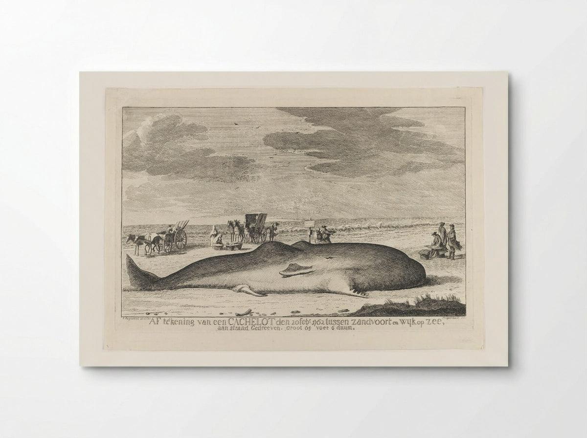 The Whale Stranded between Zandvoort and Wijk Op Zee - Hendrik Spilman - Poster