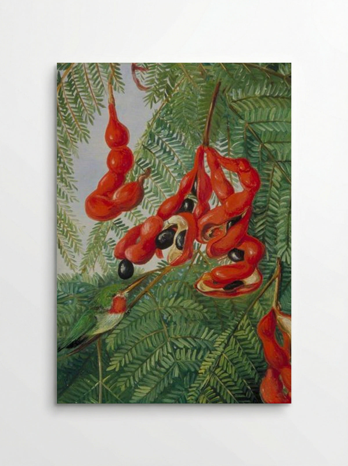 The Wild Tamarind of Jamaica with Scarlet Pod and Barbet - Marianne North - Poster