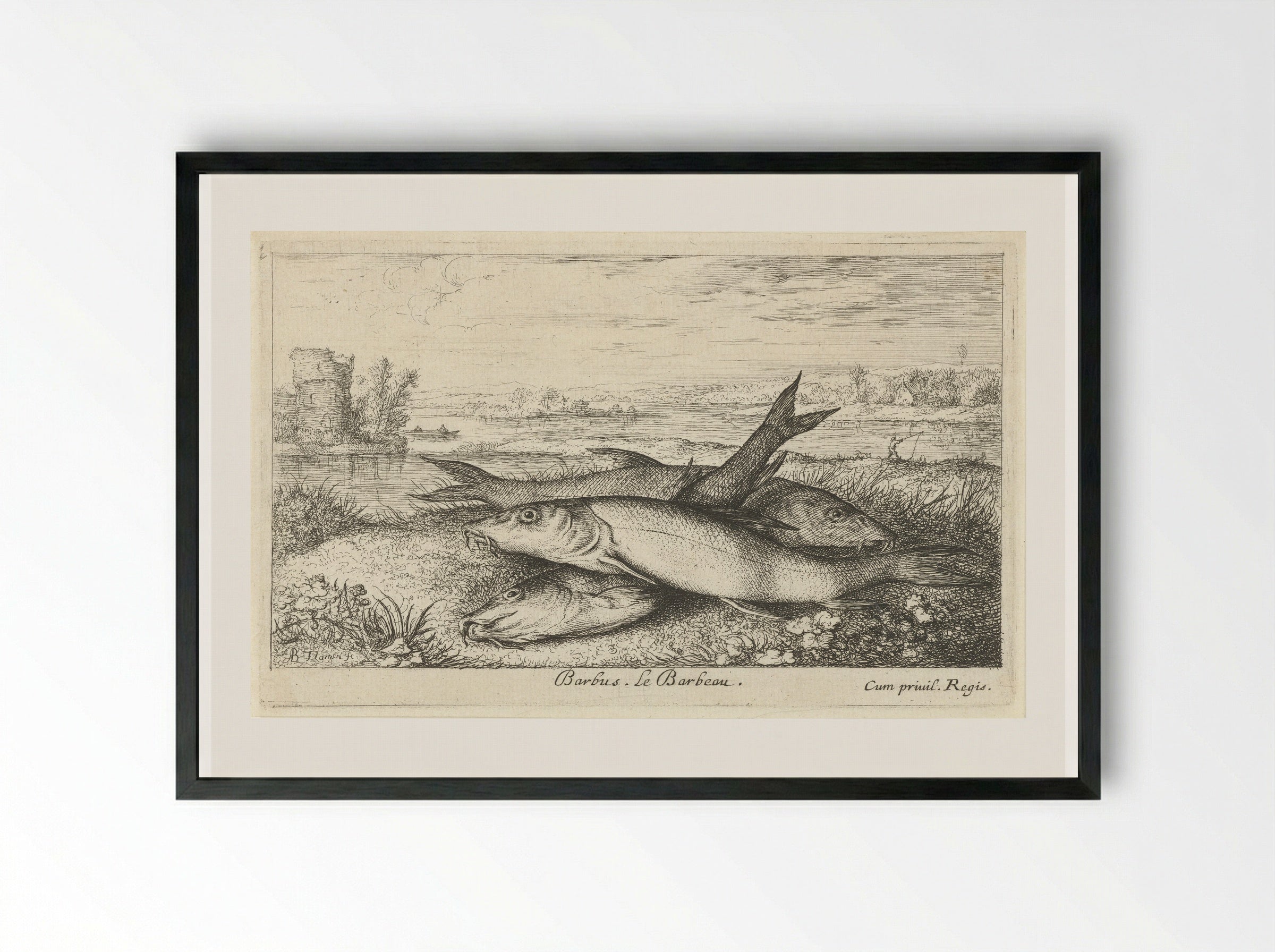 Three Barbel on a Riverbank - Albert Flamen - Framed Print Black