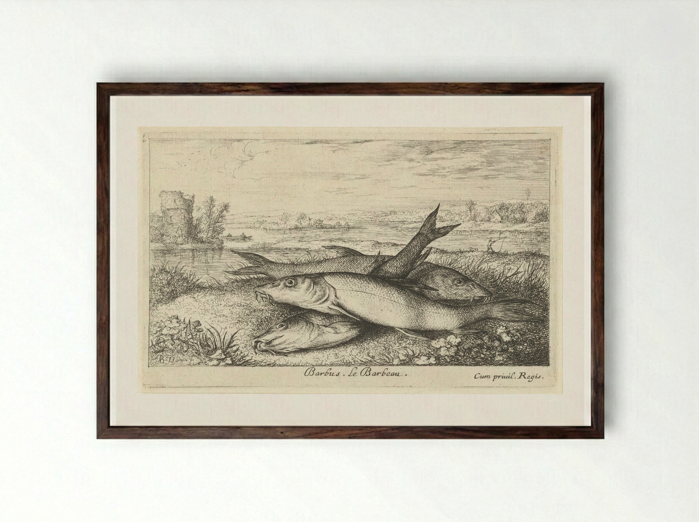 Three Barbel on a Riverbank - Albert Flamen - Framed Print Dark Wood
