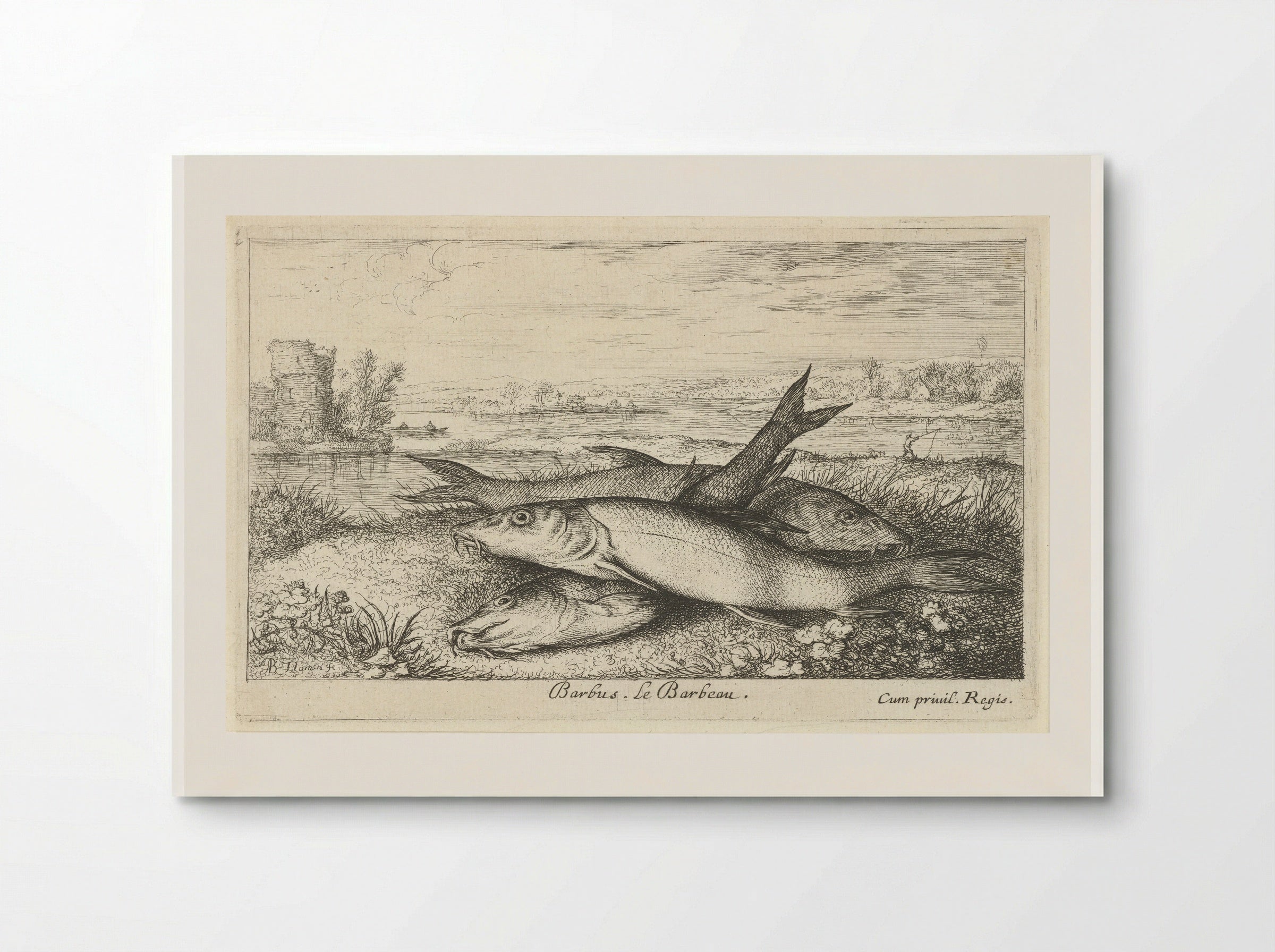 Three Barbel on a Riverbank - Albert Flamen - Poster