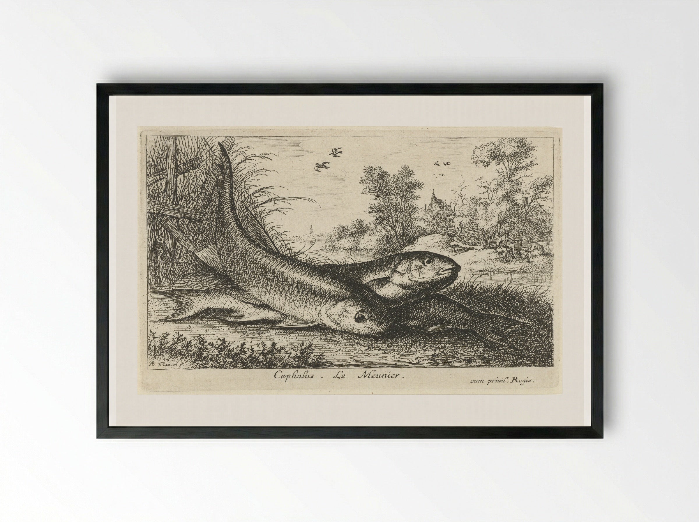 Three Chub on a Riverbank - Albert Flamen - Framed Print Black