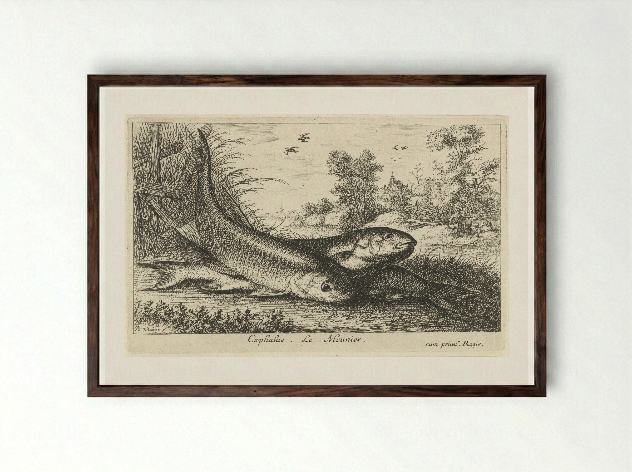 Three Chub on a Riverbank - Albert Flamen - Framed Print Dark Wood