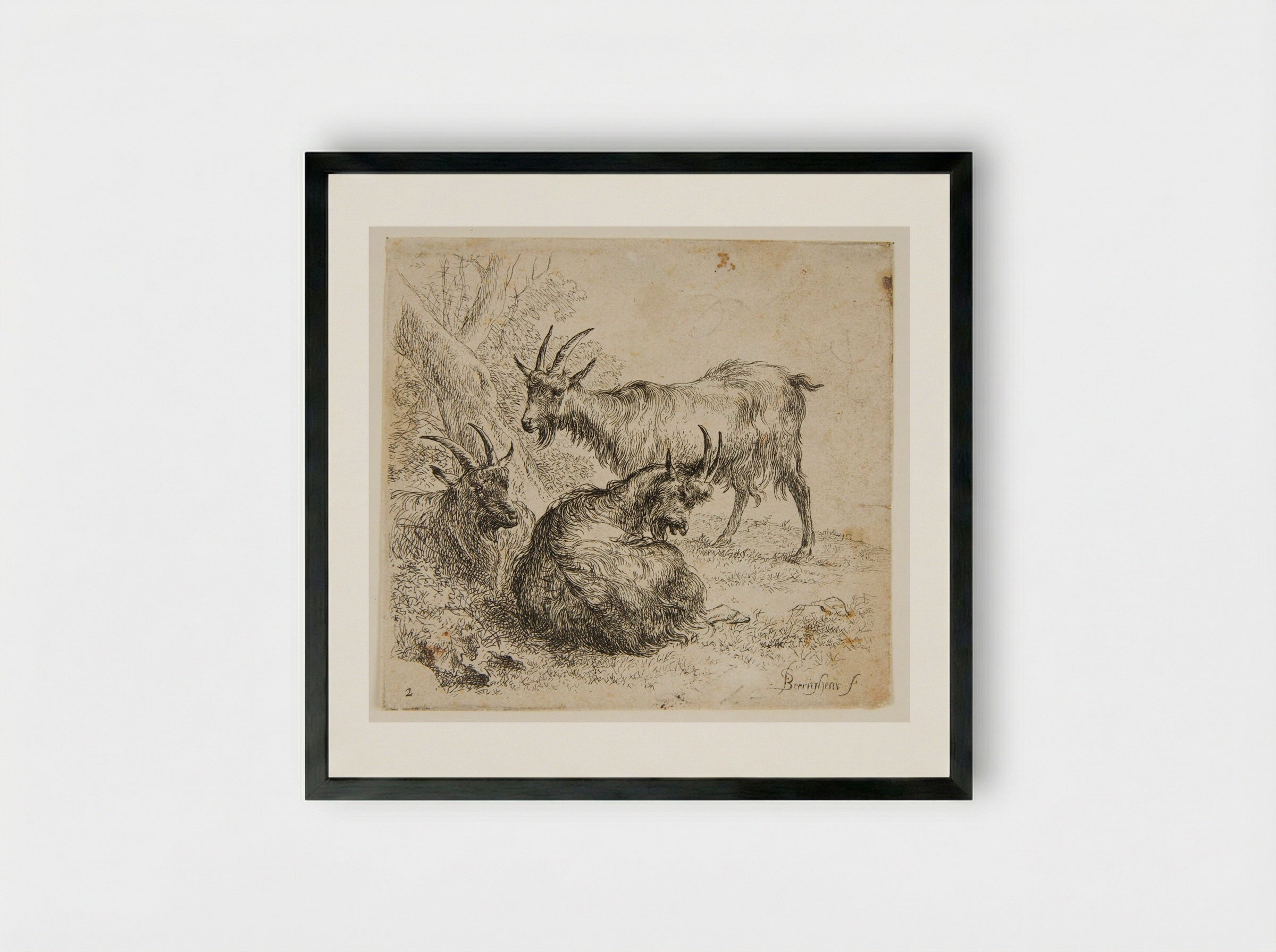 Three Goats Under a Tree - Nicolaes Berchem - Framed Print Black