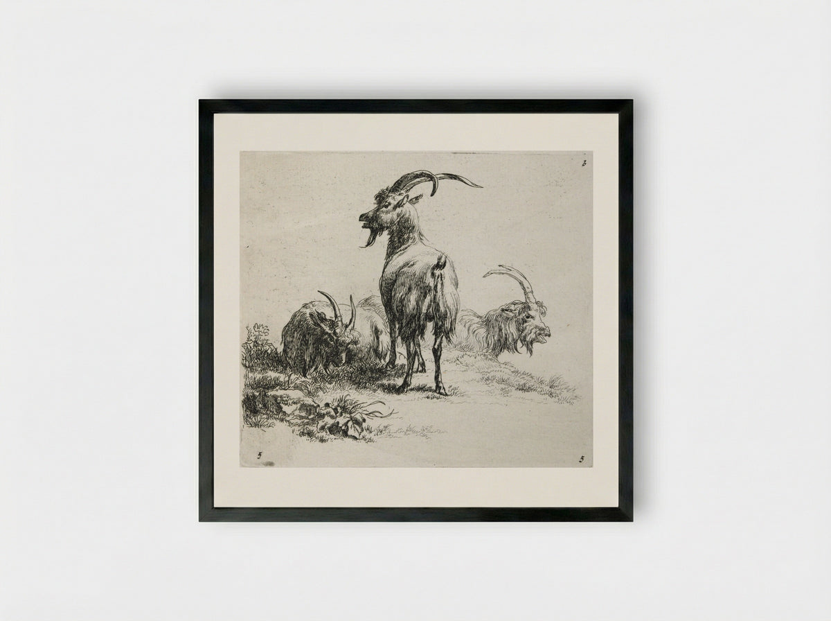 Three Goats - Nicolaes Berchem - Framed Print Black