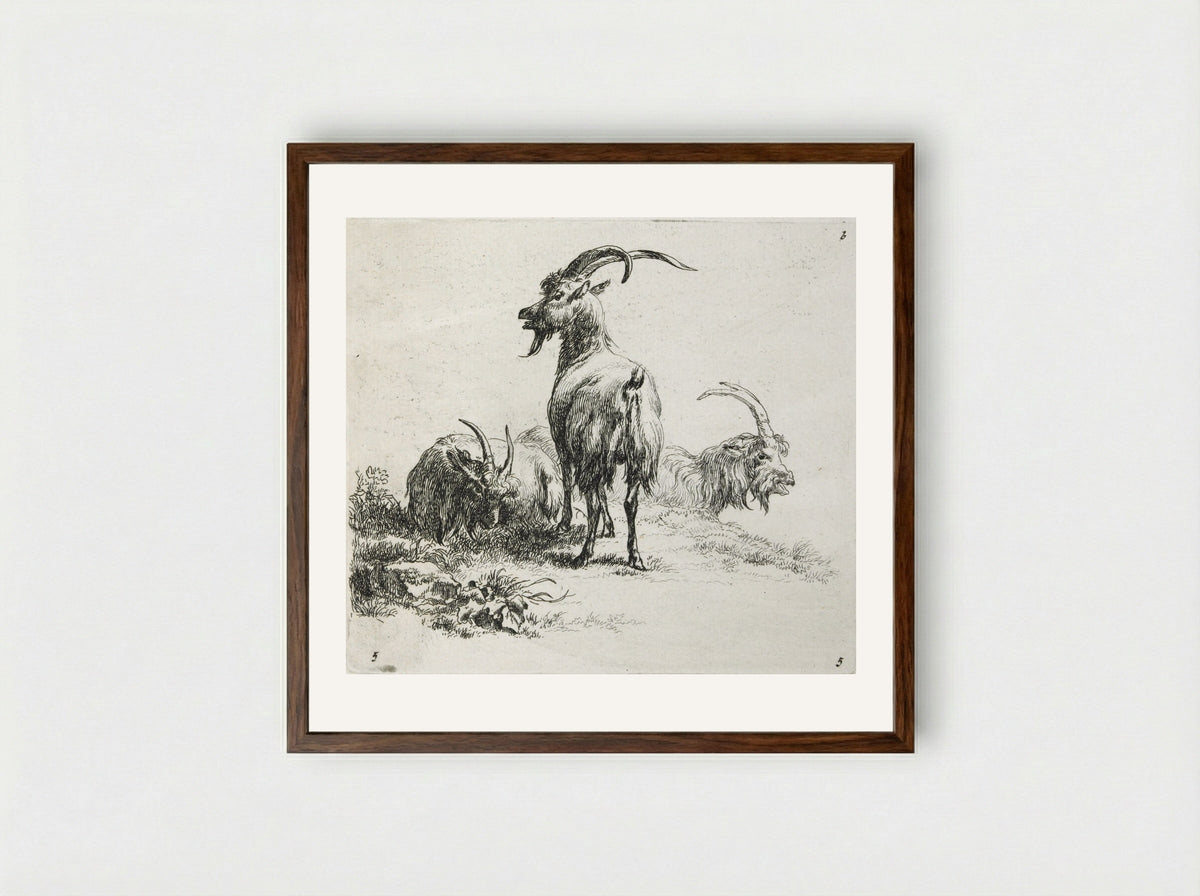 Three Goats - Nicolaes Berchem - Framed Print Dark Wood