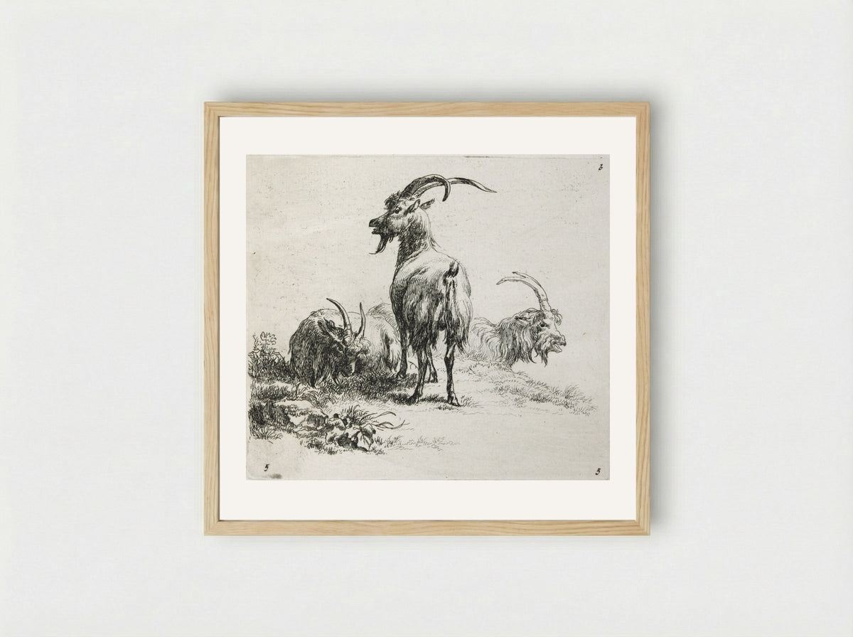 Three Goats - Nicolaes Berchem - Framed Print Wood