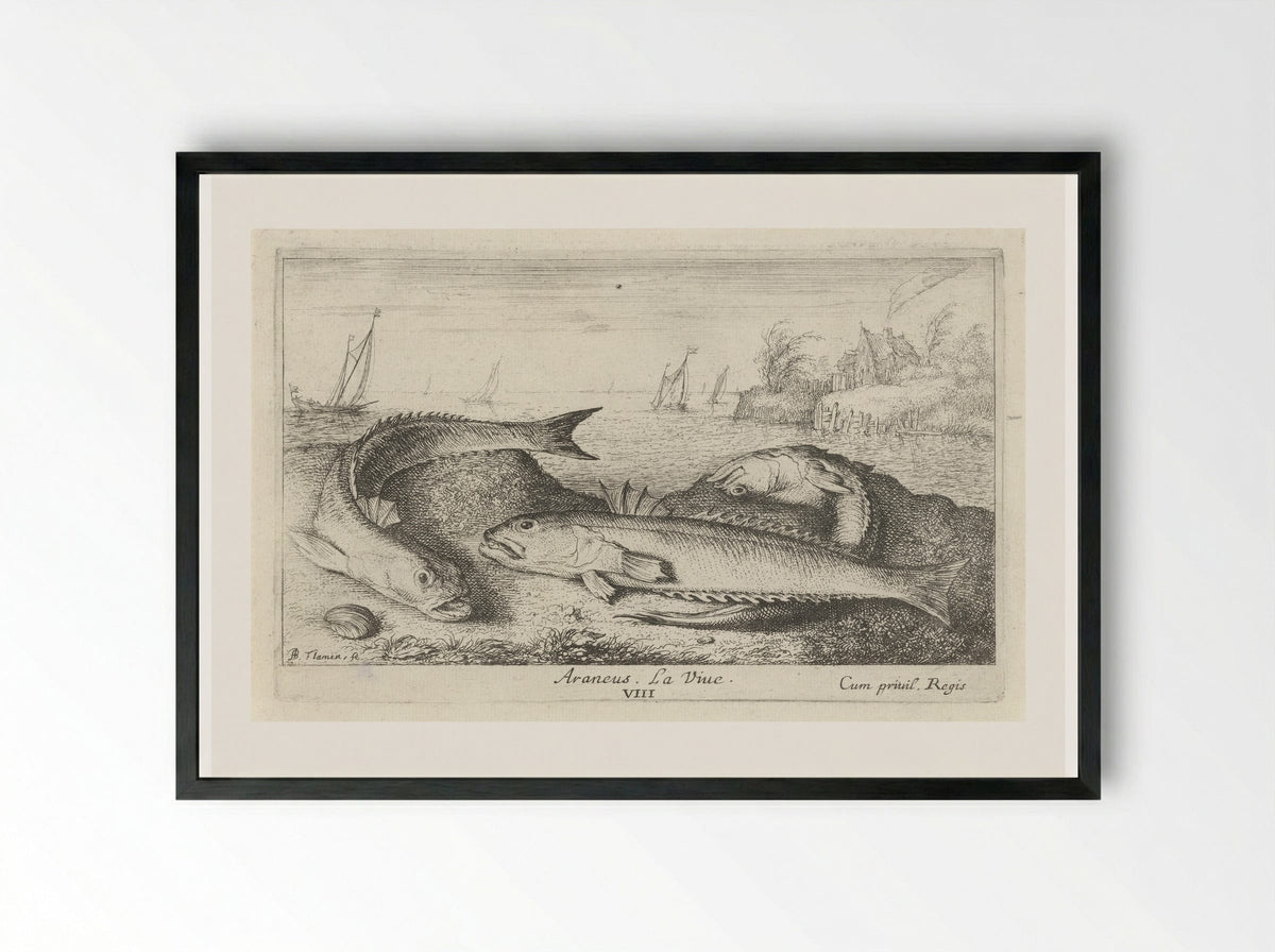 Three Greater Weever Fish on the Shore - Albert Flamen - Framed Print Black