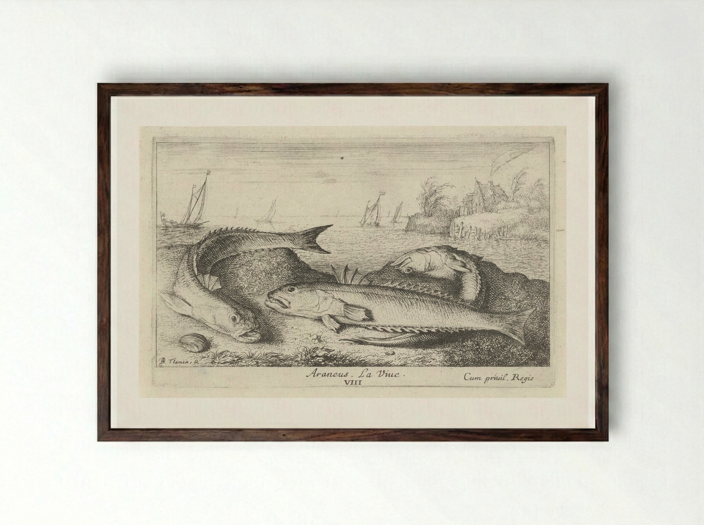 Three Greater Weever Fish on the Shore - Albert Flamen - Framed Print Dark Wood