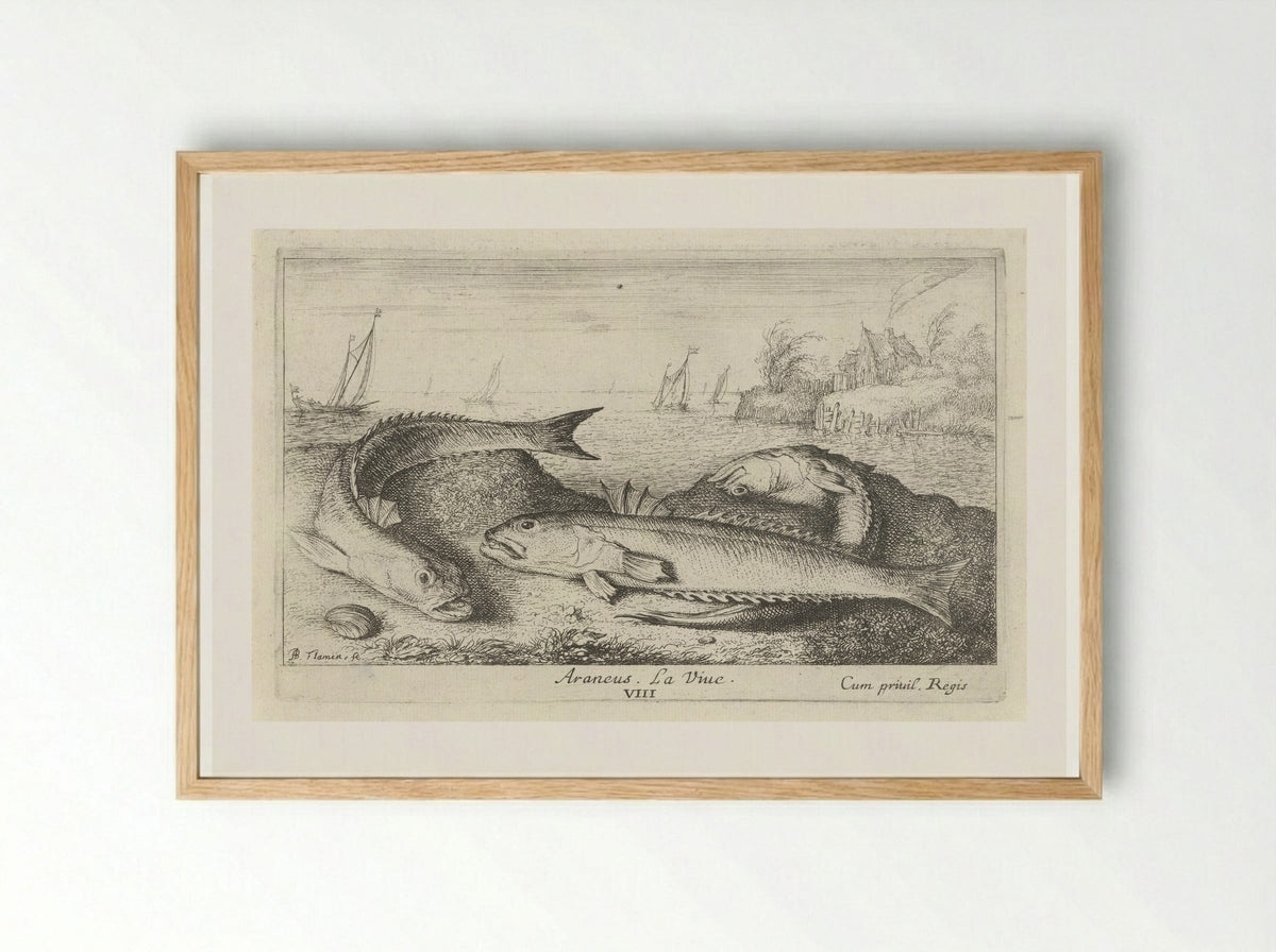 Three Greater Weever Fish on the Shore - Albert Flamen - Framed Print Wood