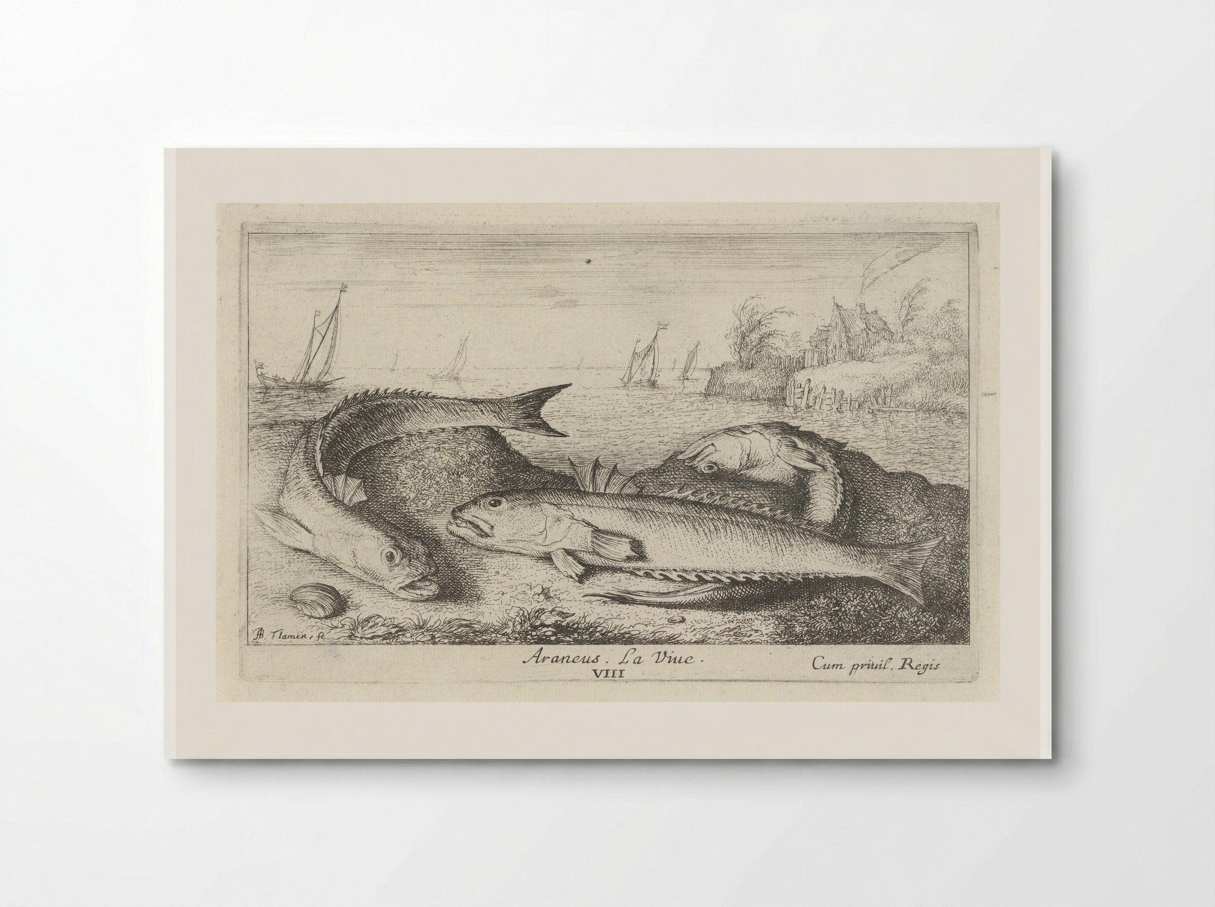 Three Greater Weever Fish on the Shore - Albert Flamen - Poster