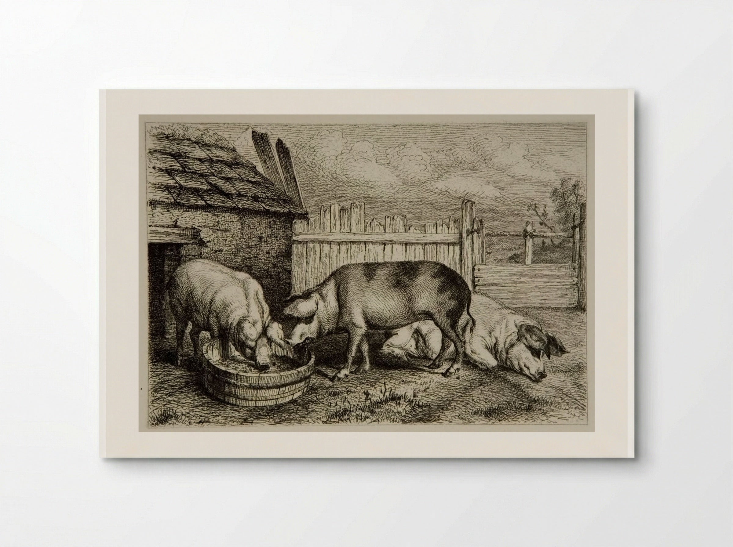 Three Pigs - Karl Bodmer - Poster