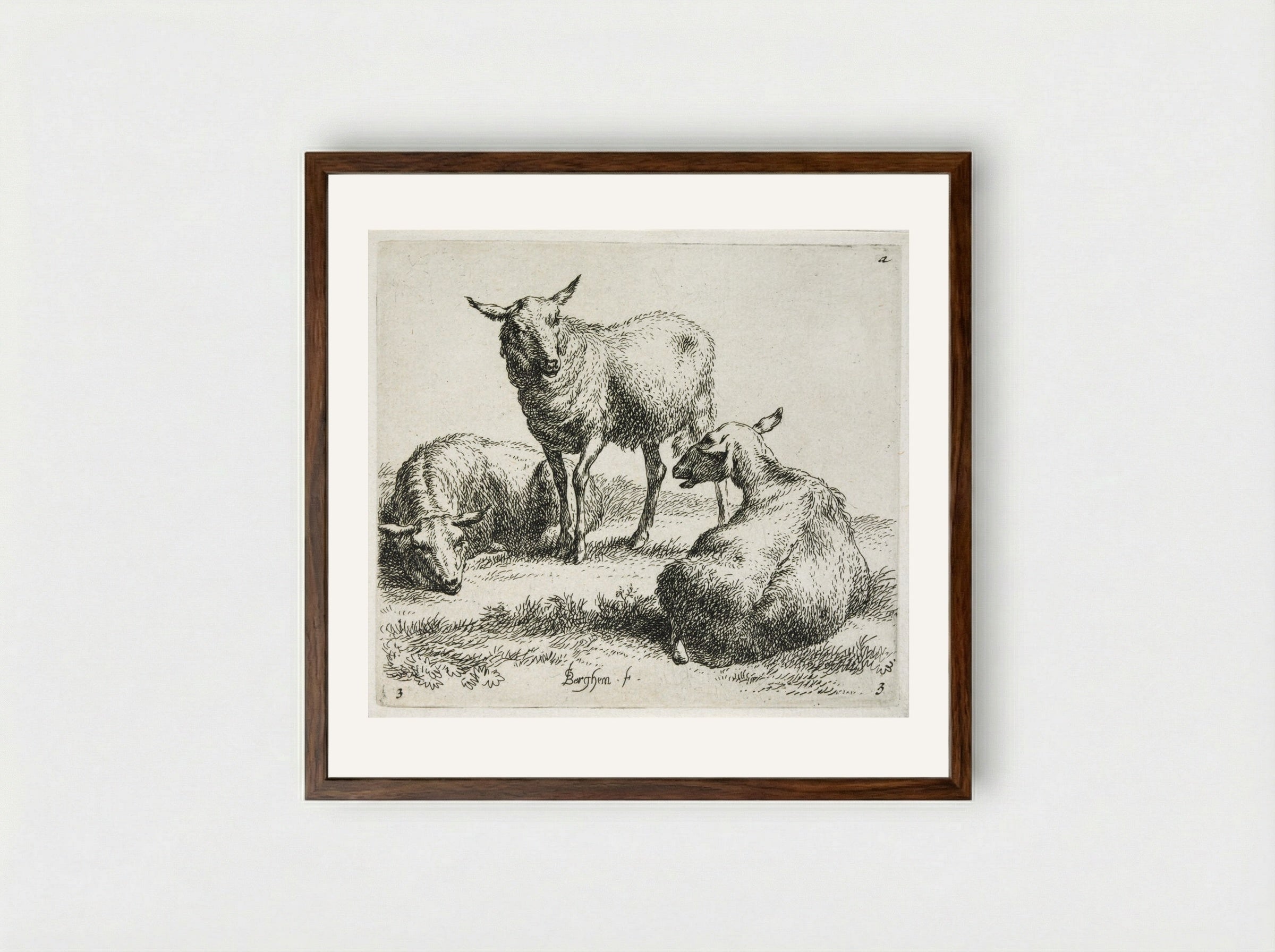 Three Sheep: One Standing between Two Lying Down - Nicolaes Berchem the Elder - Framed Print Dark Wood