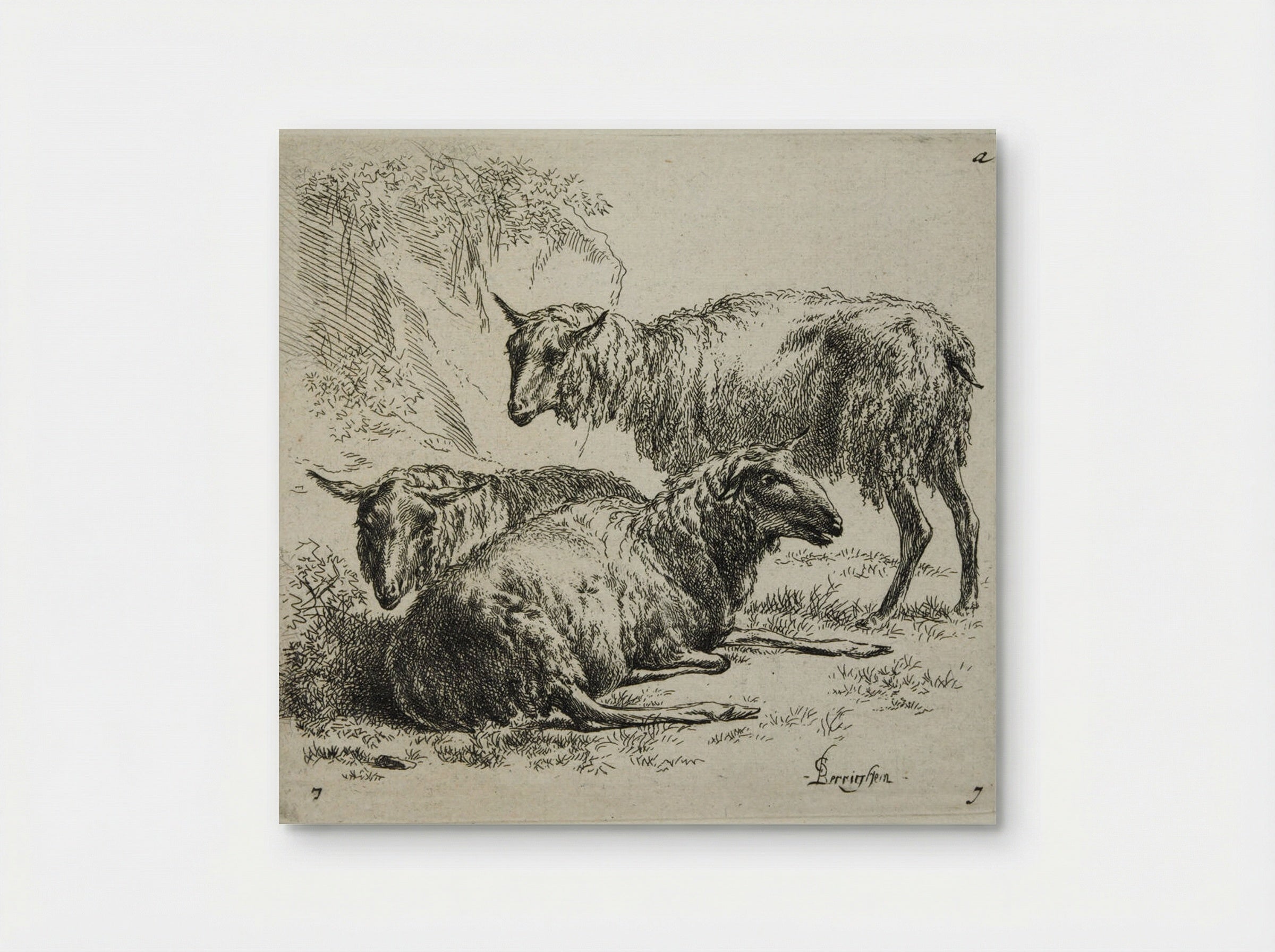 Three Sheep: One Standing to Right of Two Lying Down - Nicolaes Berchem the Elder - Poster
