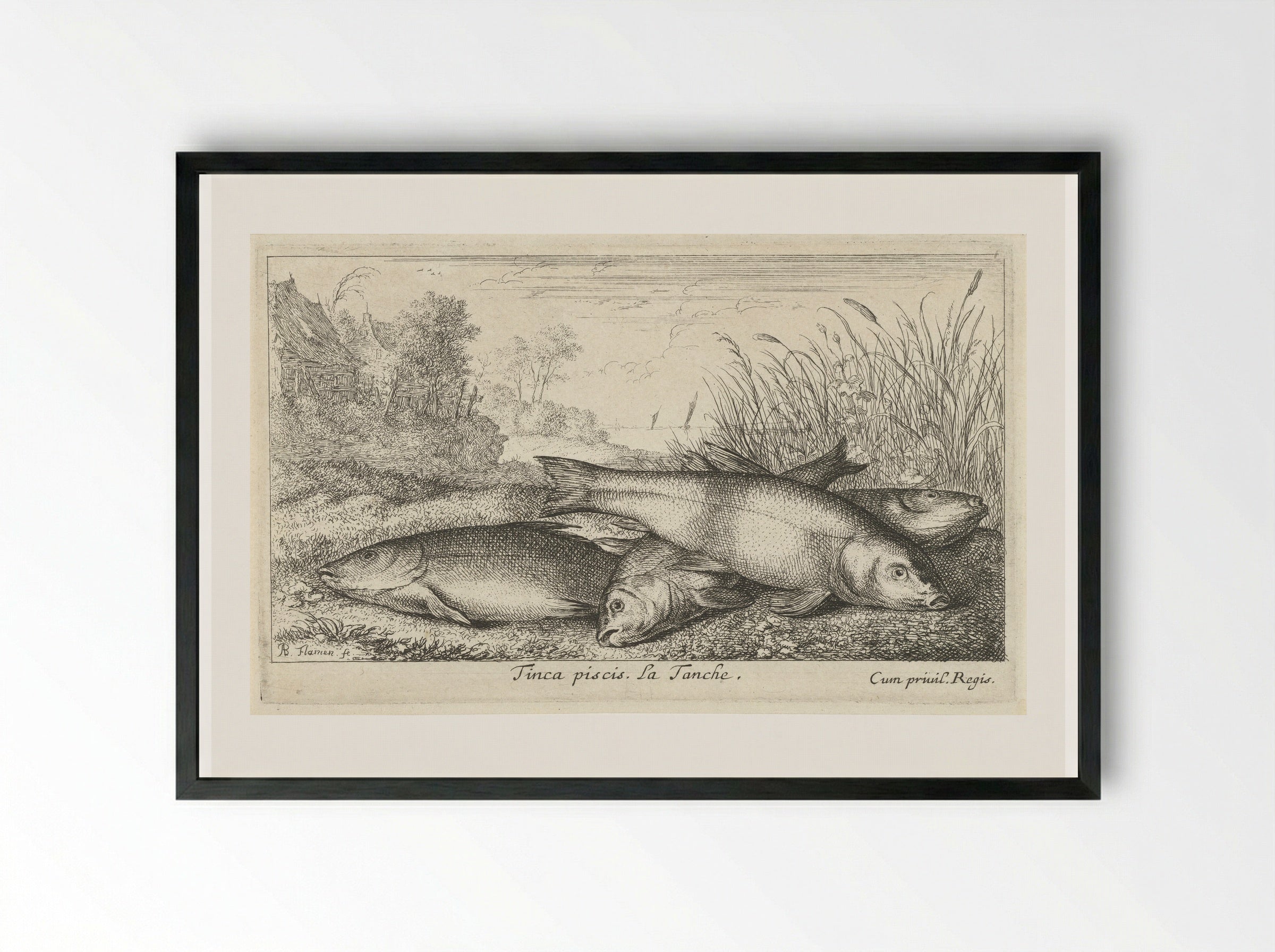 Tinca piscis (Four Tench on a Riverbank) - Albert Flamen - Framed Print Black