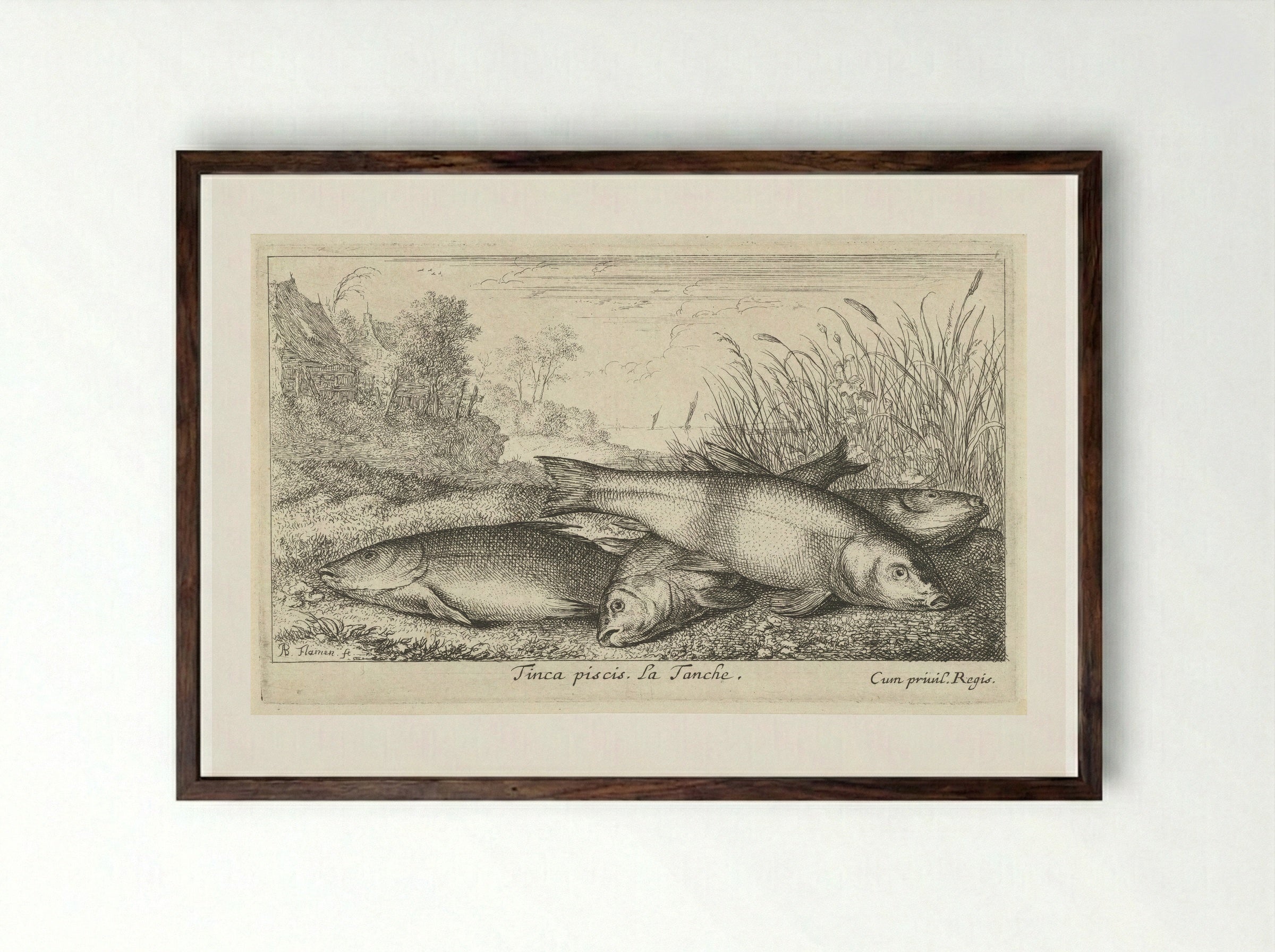 Tinca piscis (Four Tench on a Riverbank) - Albert Flamen - Framed Print Dark Wood