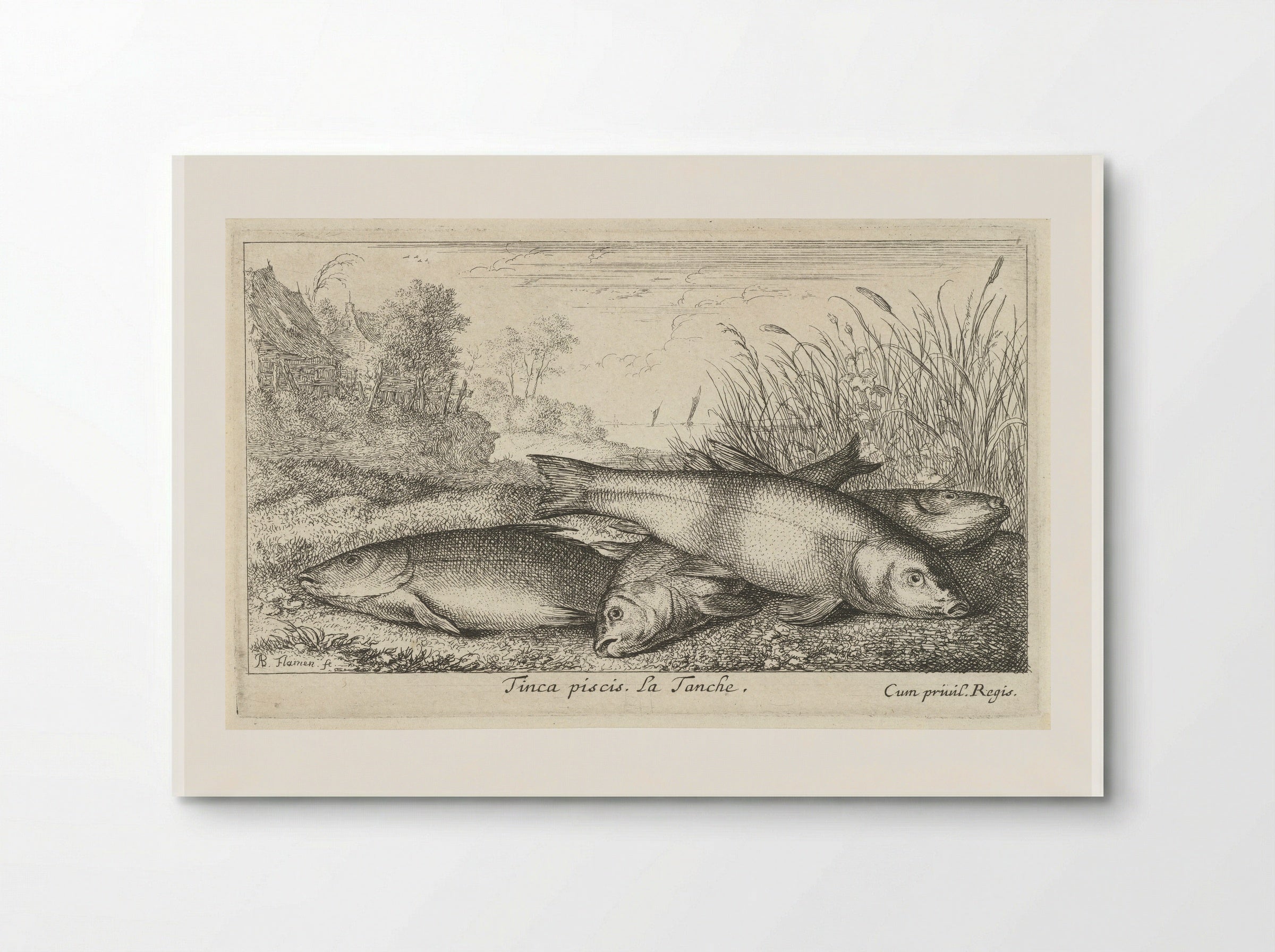 Tinca piscis (Four Tench on a Riverbank) - Albert Flamen - Poster