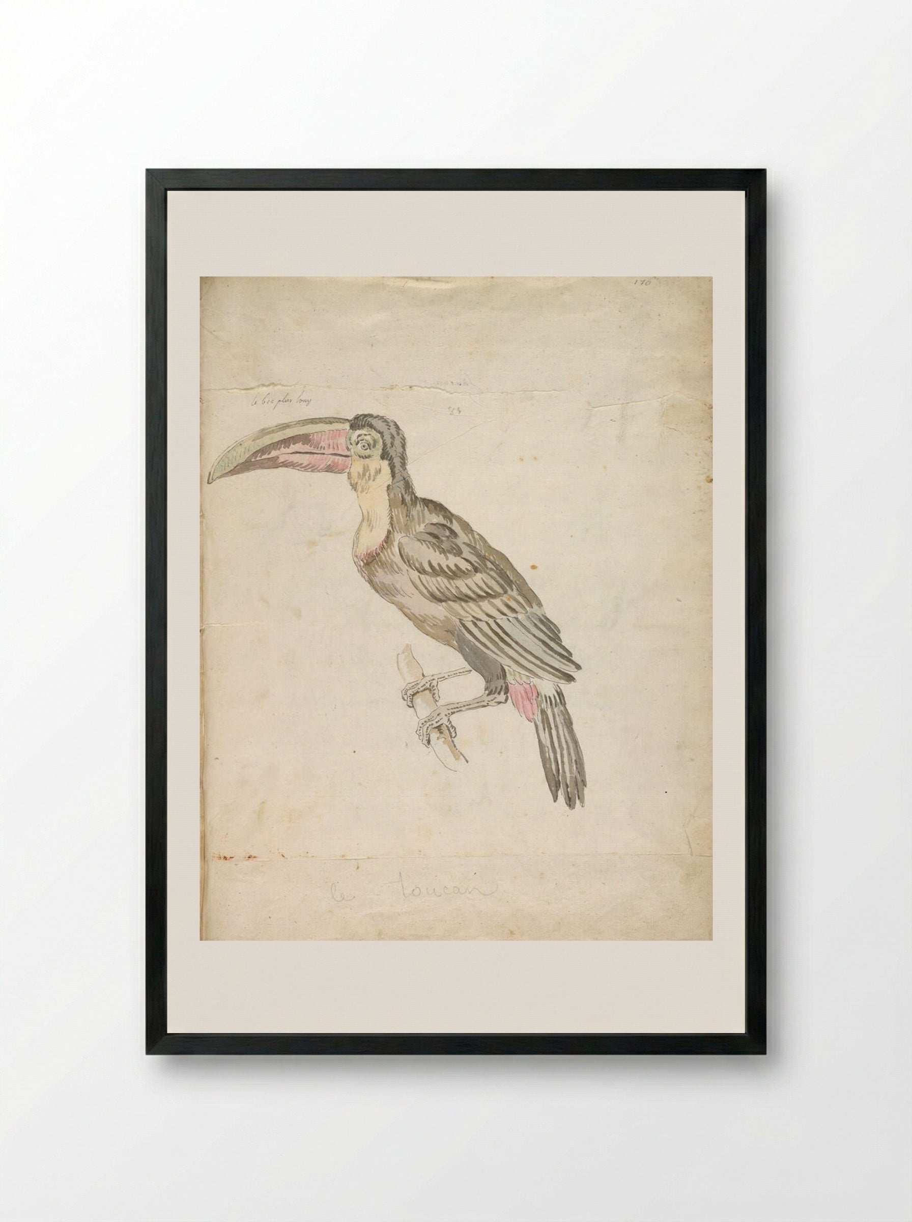 Toucan Resting on a Branch - Jean-Baptiste Oudry - Framed Print Black