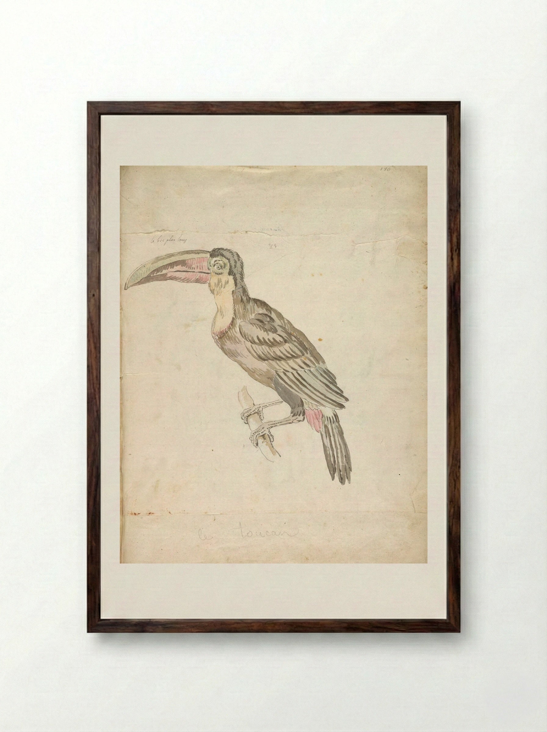 Toucan Resting on a Branch - Jean-Baptiste Oudry - Framed Print Dark Wood