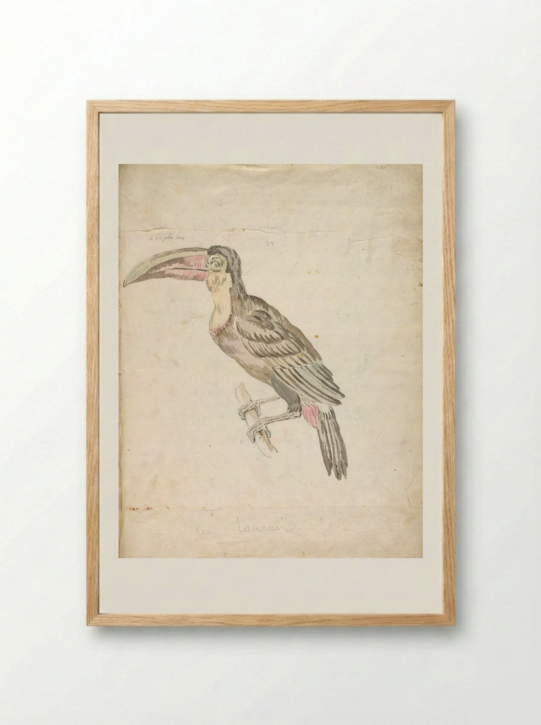 Toucan Resting on a Branch - Jean-Baptiste Oudry - Framed Print Wood
