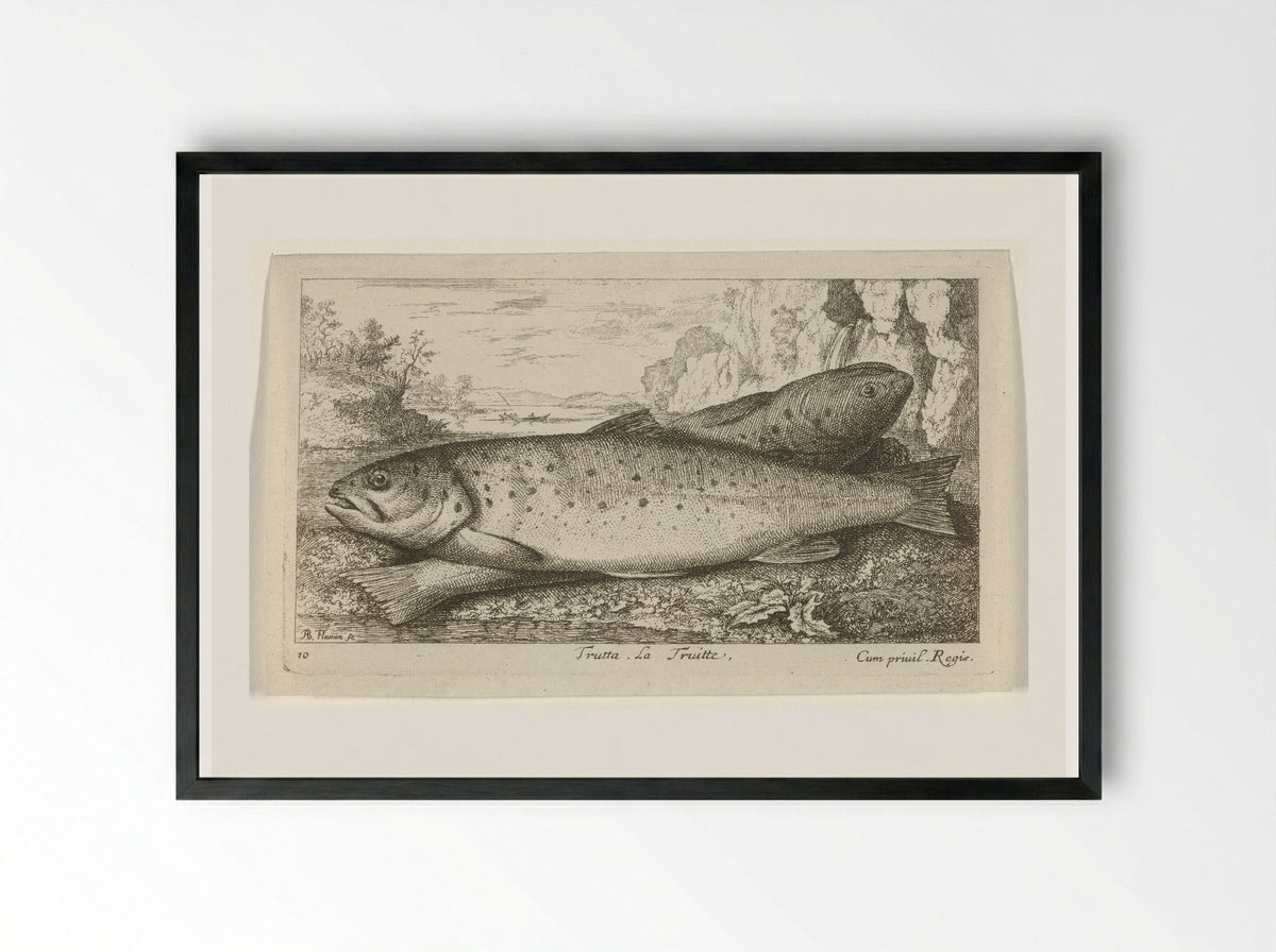 Trutta. La Truitte - Albert Flamen - Framed Print Black