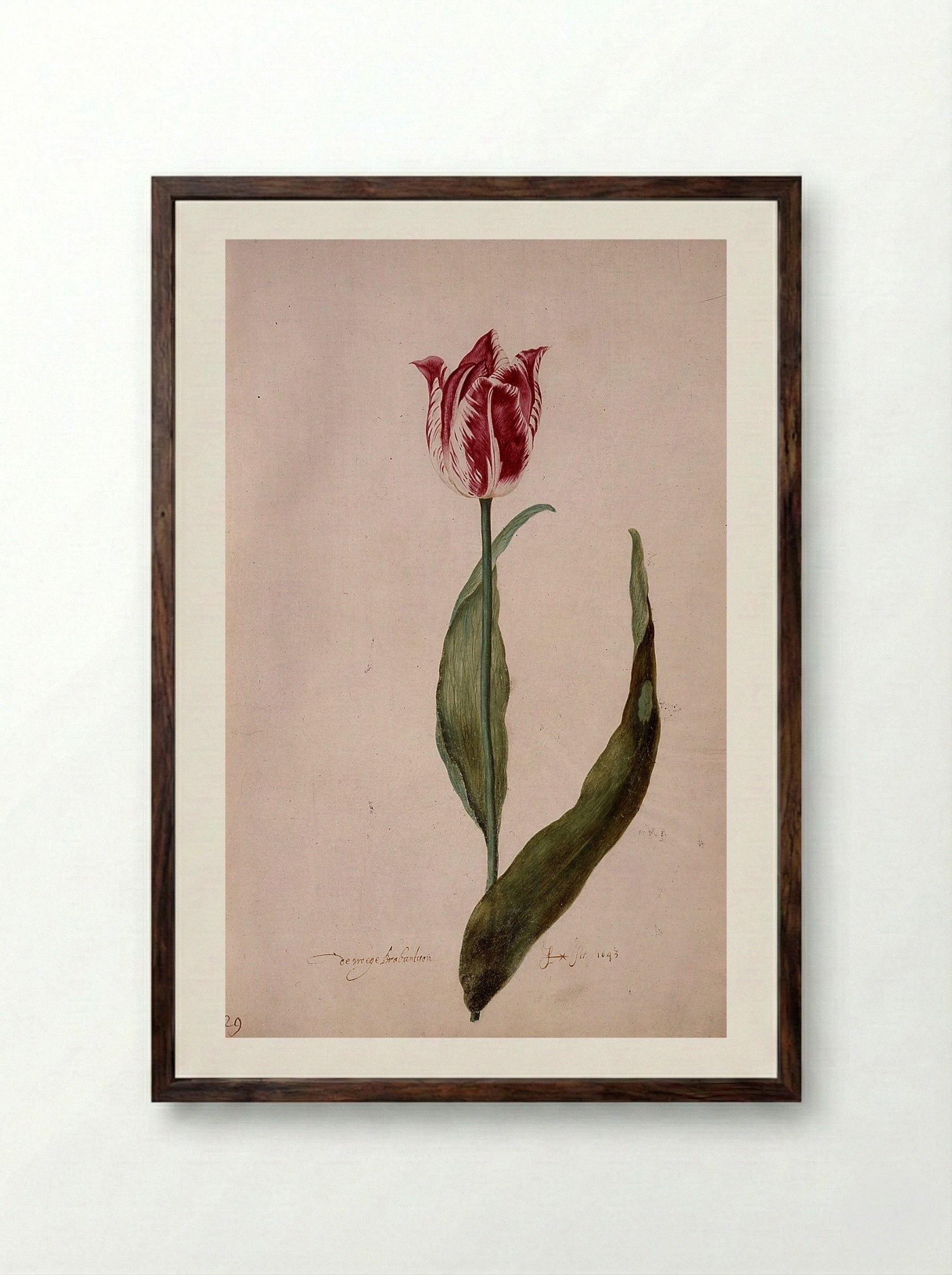 Tulip (De Groote Brabantson) - Judith Leyster - Framed Print Dark Wood