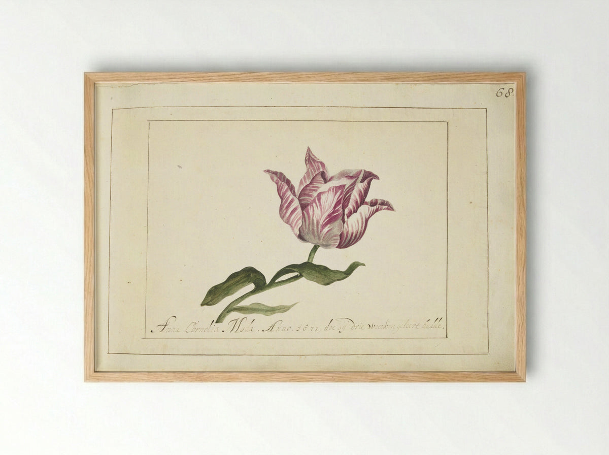 Tulp (Tulip Study) - Anna Cornelia Moda - Framed Print Wood