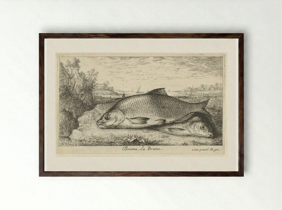 Twee brasems op een rivieroever - Albert Flamen - Framed Print Dark Wood