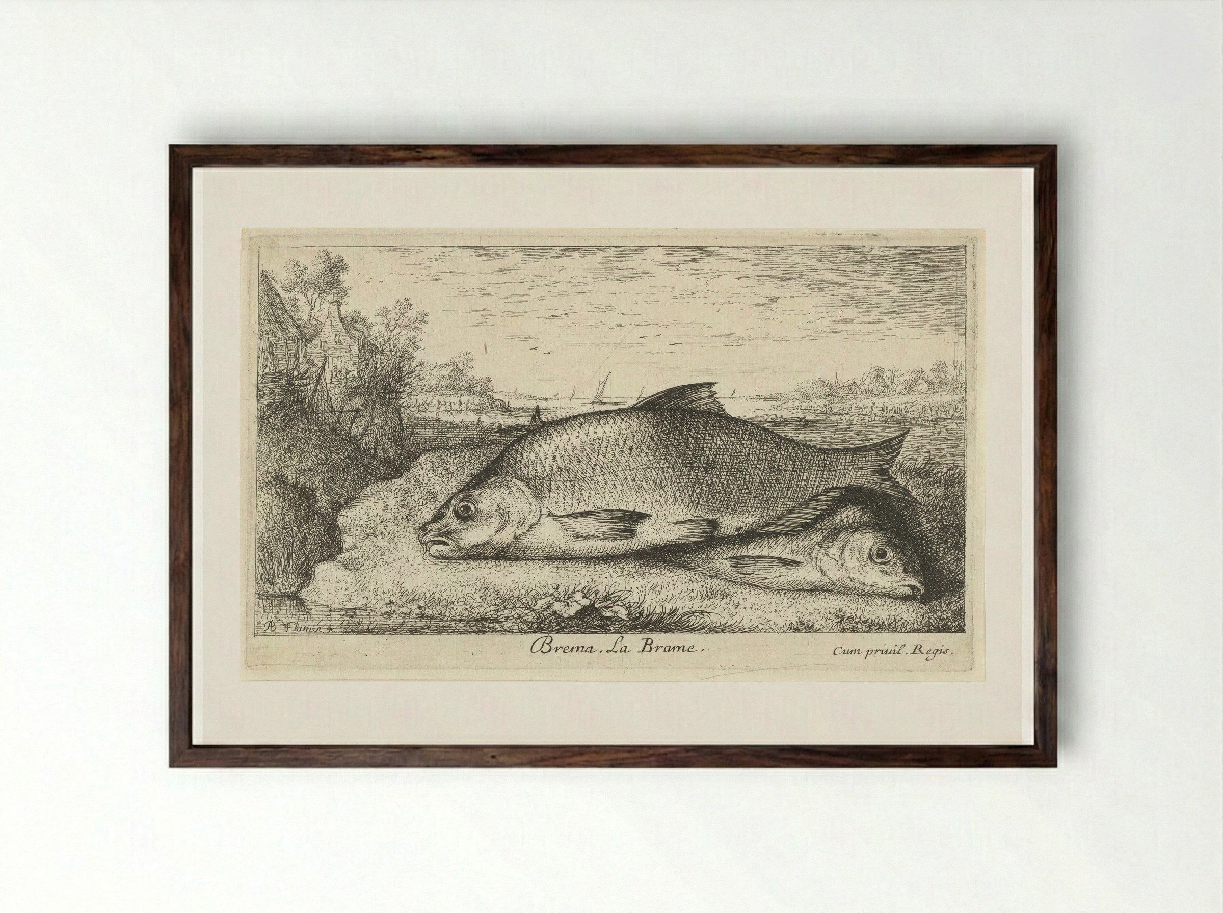 Twee brasems op een rivieroever - Albert Flamen - Framed Print Dark Wood
