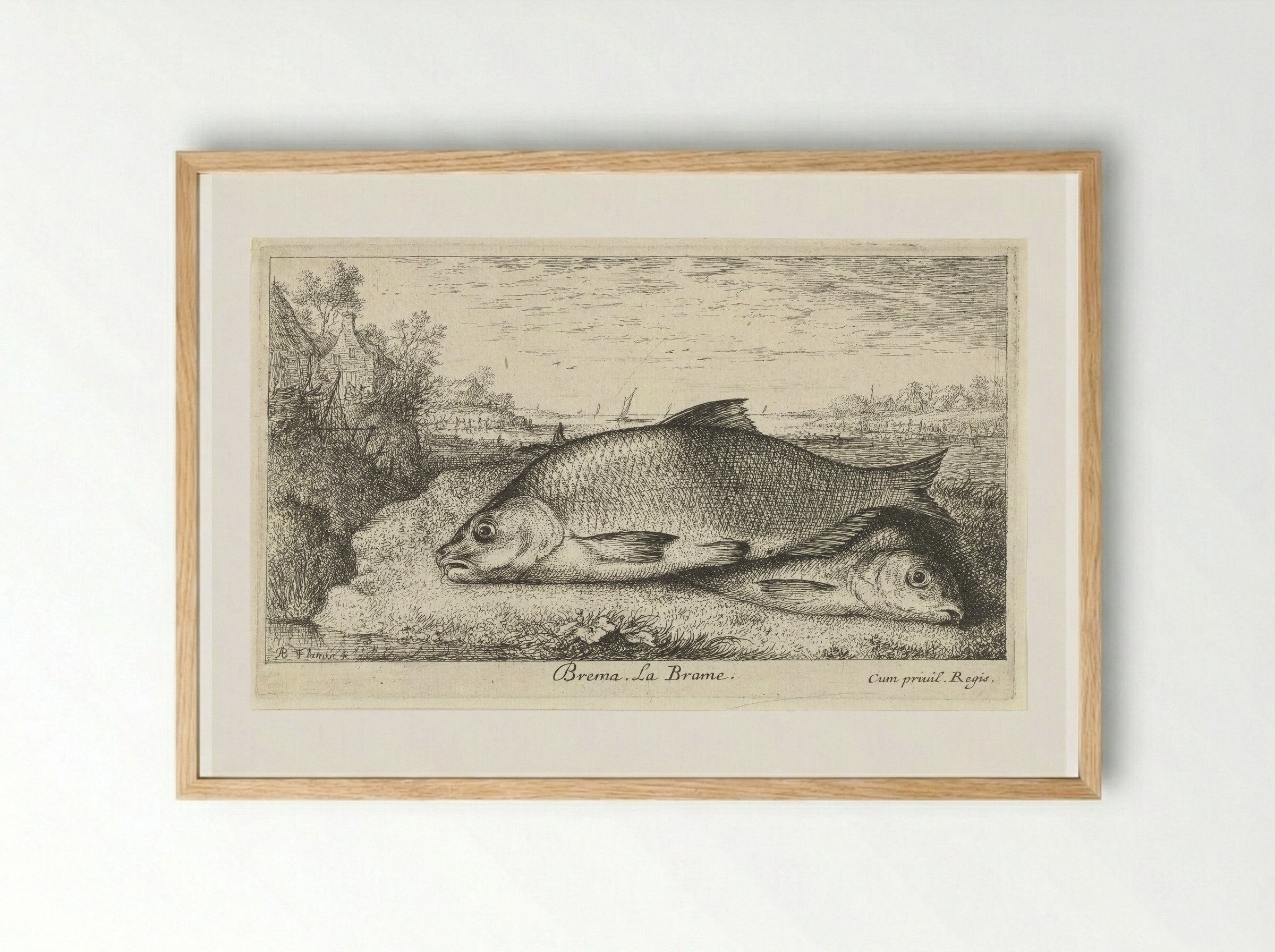 Twee brasems op een rivieroever - Albert Flamen - Framed Print Wood