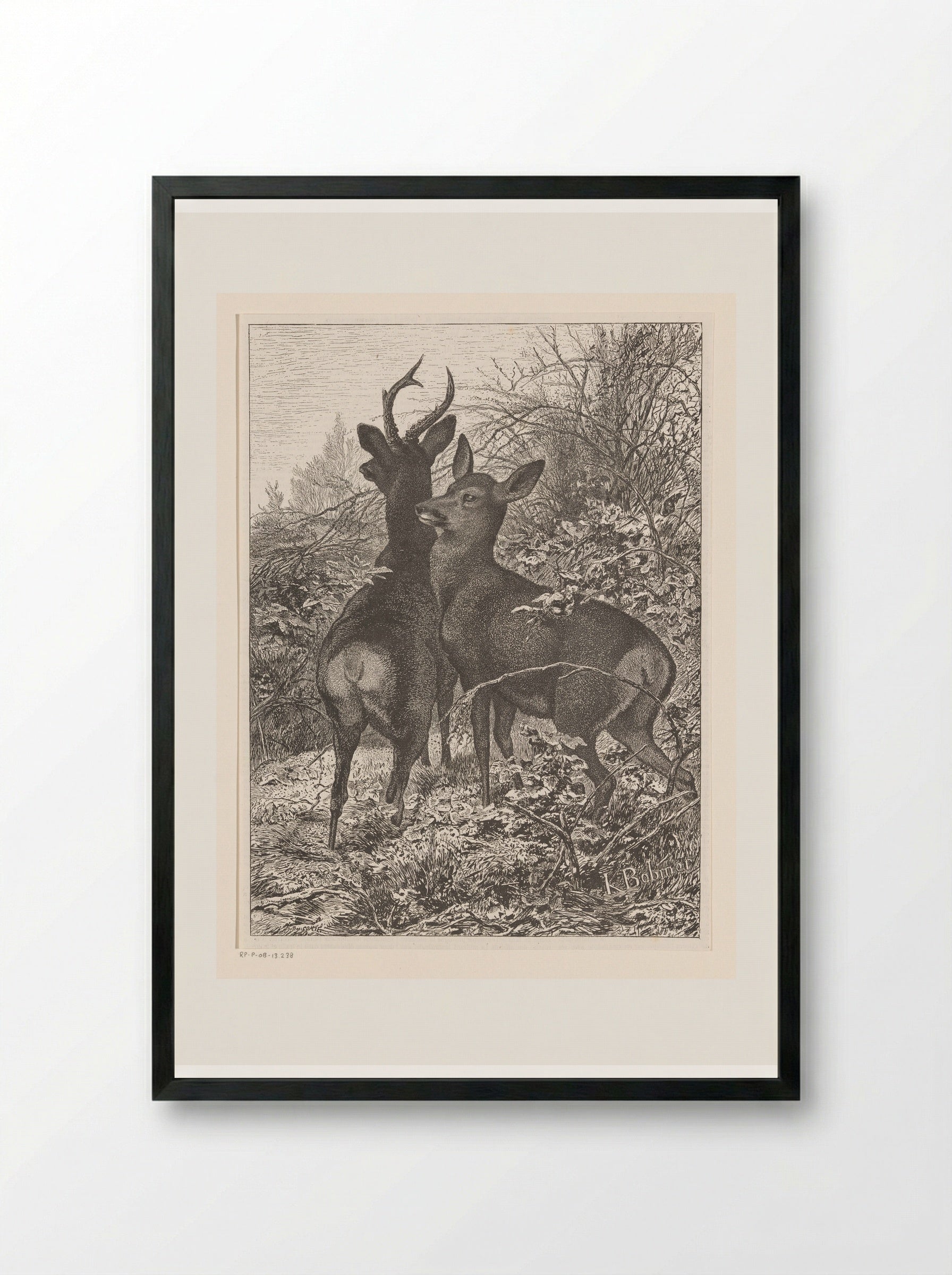 Twee herten (Two Deer) - Karl Bodmer - Framed Print Black