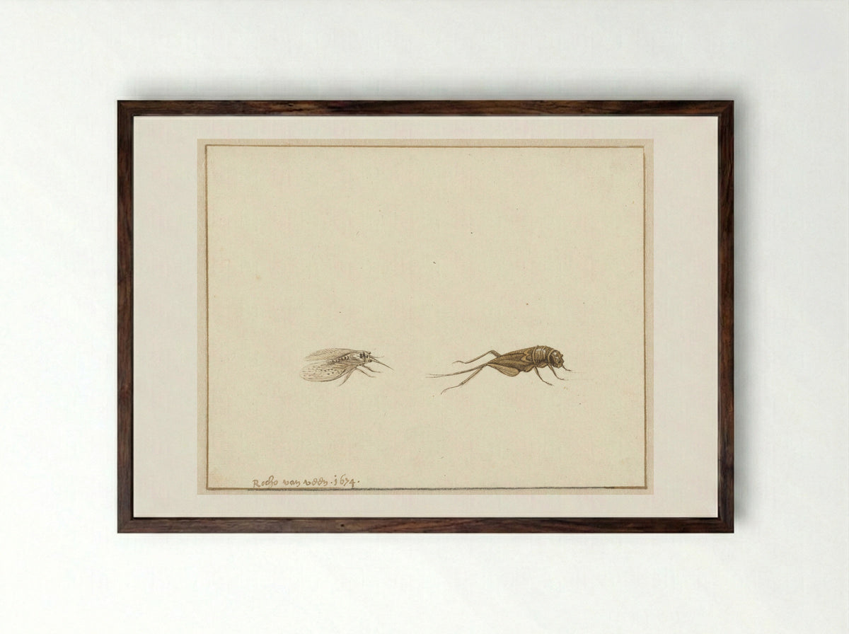 Twee insecten (Two Insects) - Rochus van Veen - Framed Print Dark Wood