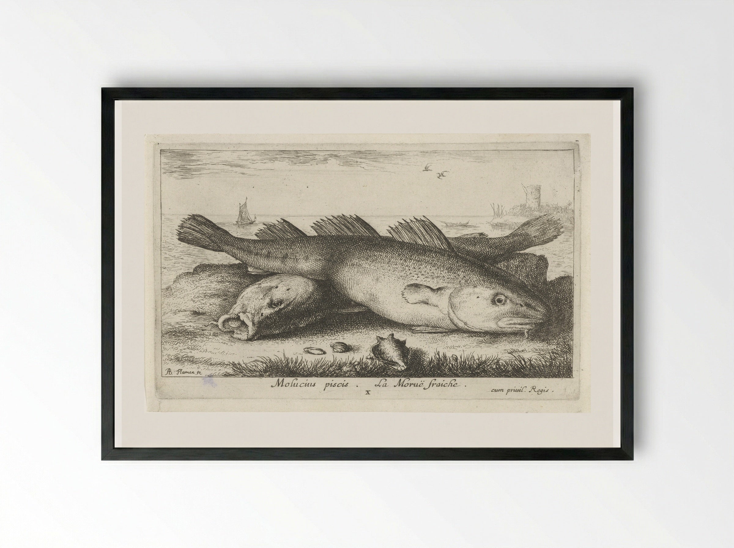 Twee kabeljouwen op het strand - Jacques van Merlen - Framed Print Black