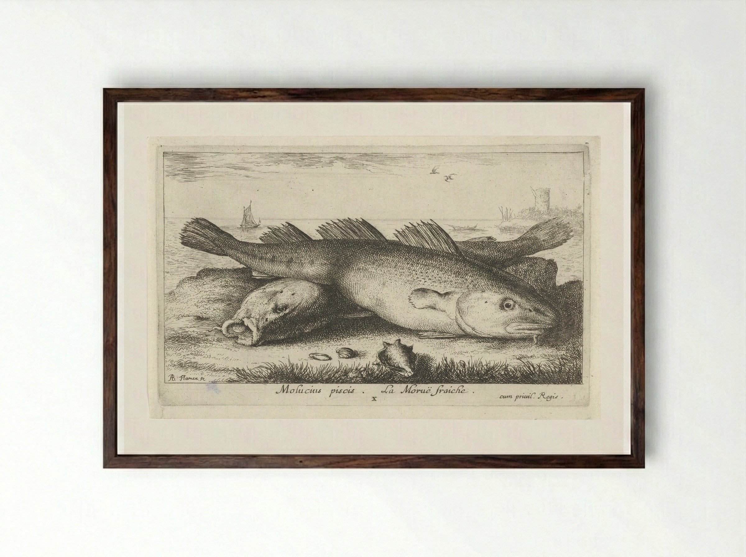 Twee kabeljouwen op het strand - Jacques van Merlen - Framed Print Dark Wood