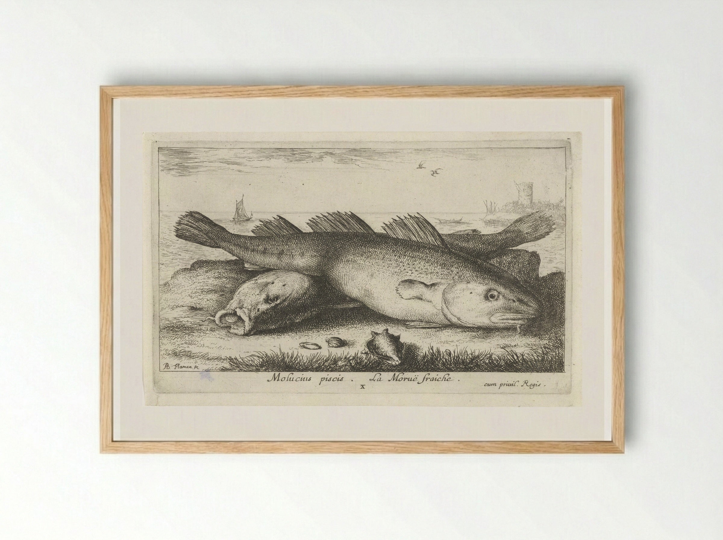 Twee kabeljouwen op het strand - Jacques van Merlen - Framed Print Wood