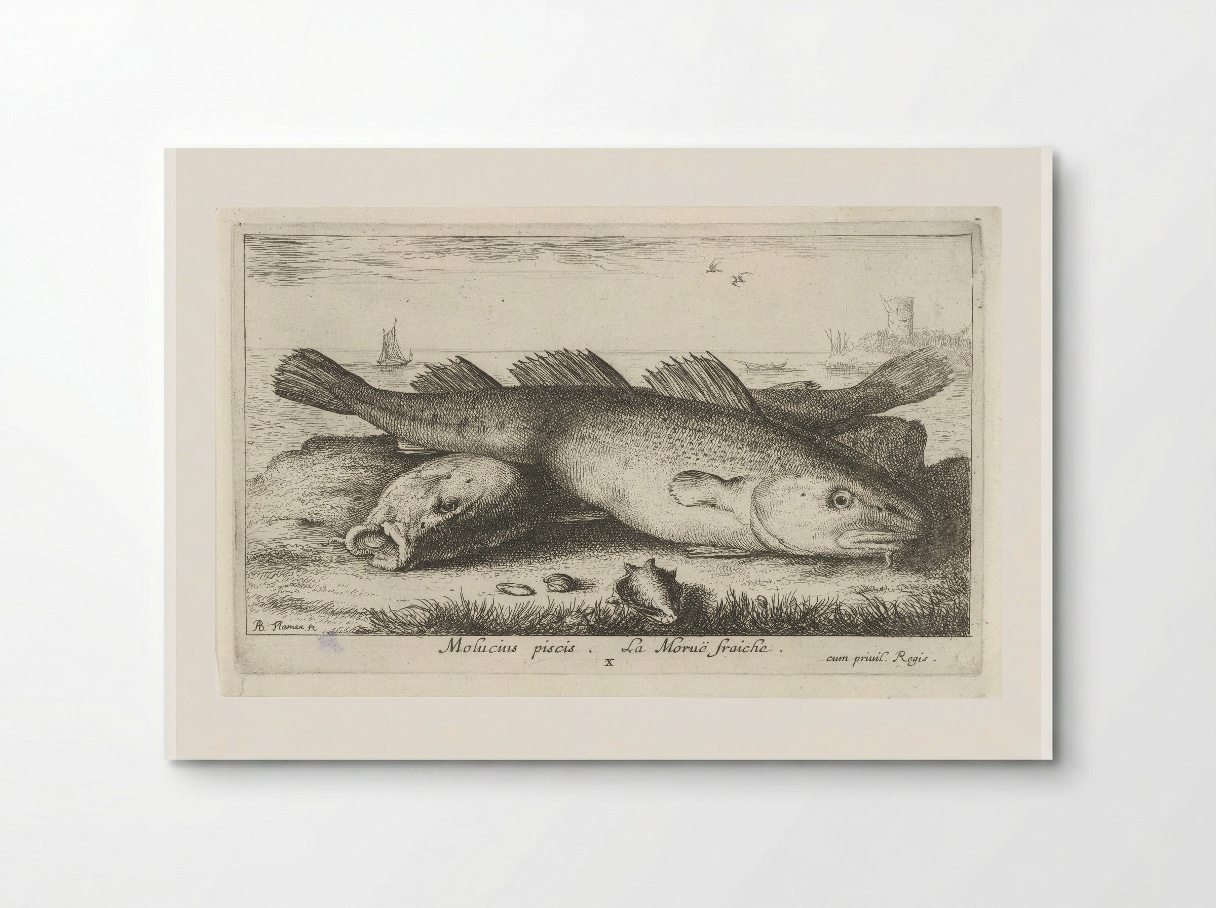 Twee kabeljouwen op het strand - Jacques van Merlen - Poster