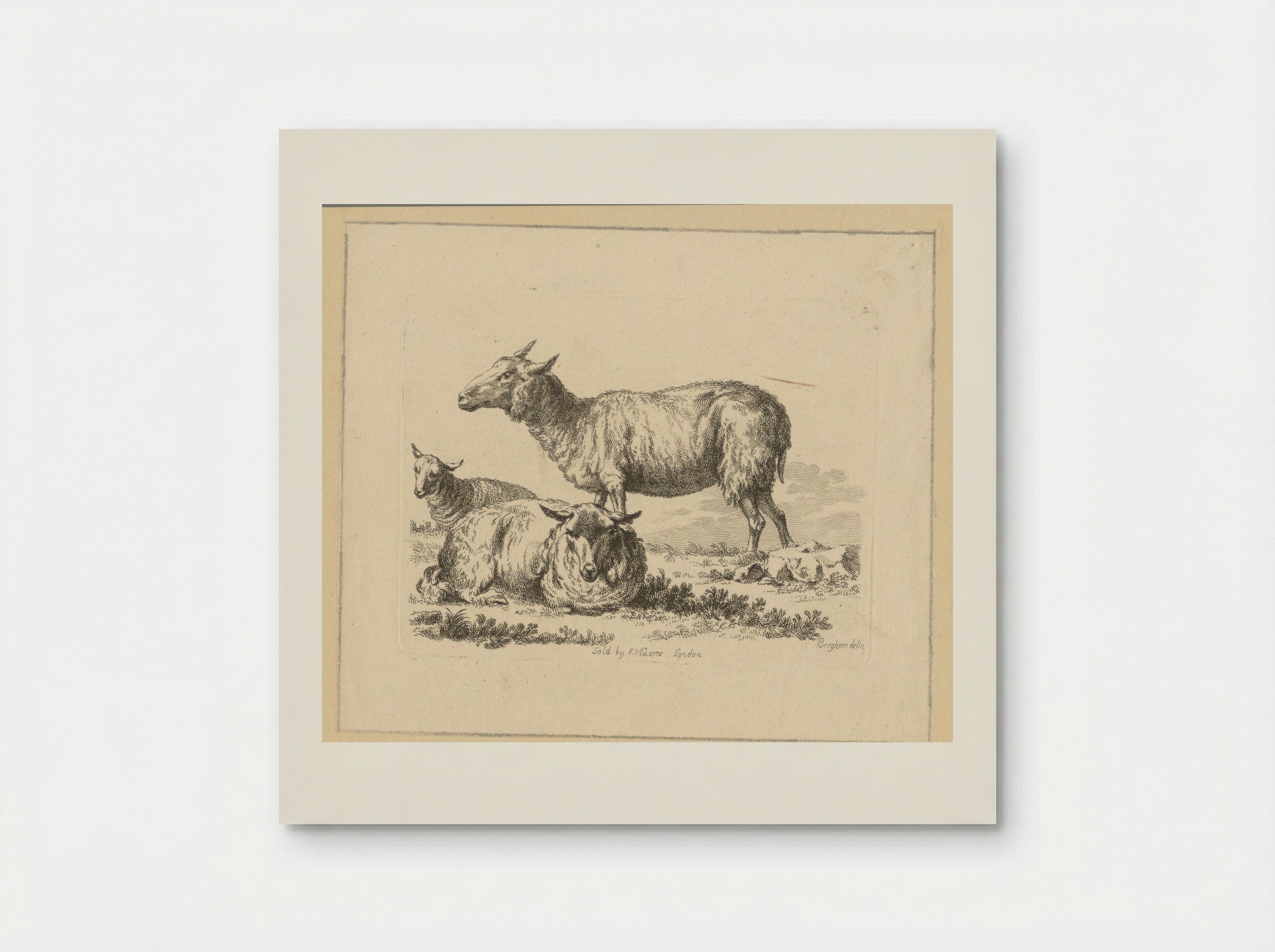 Twee liggende schapen en een stand schaap - François Vivares - Poster